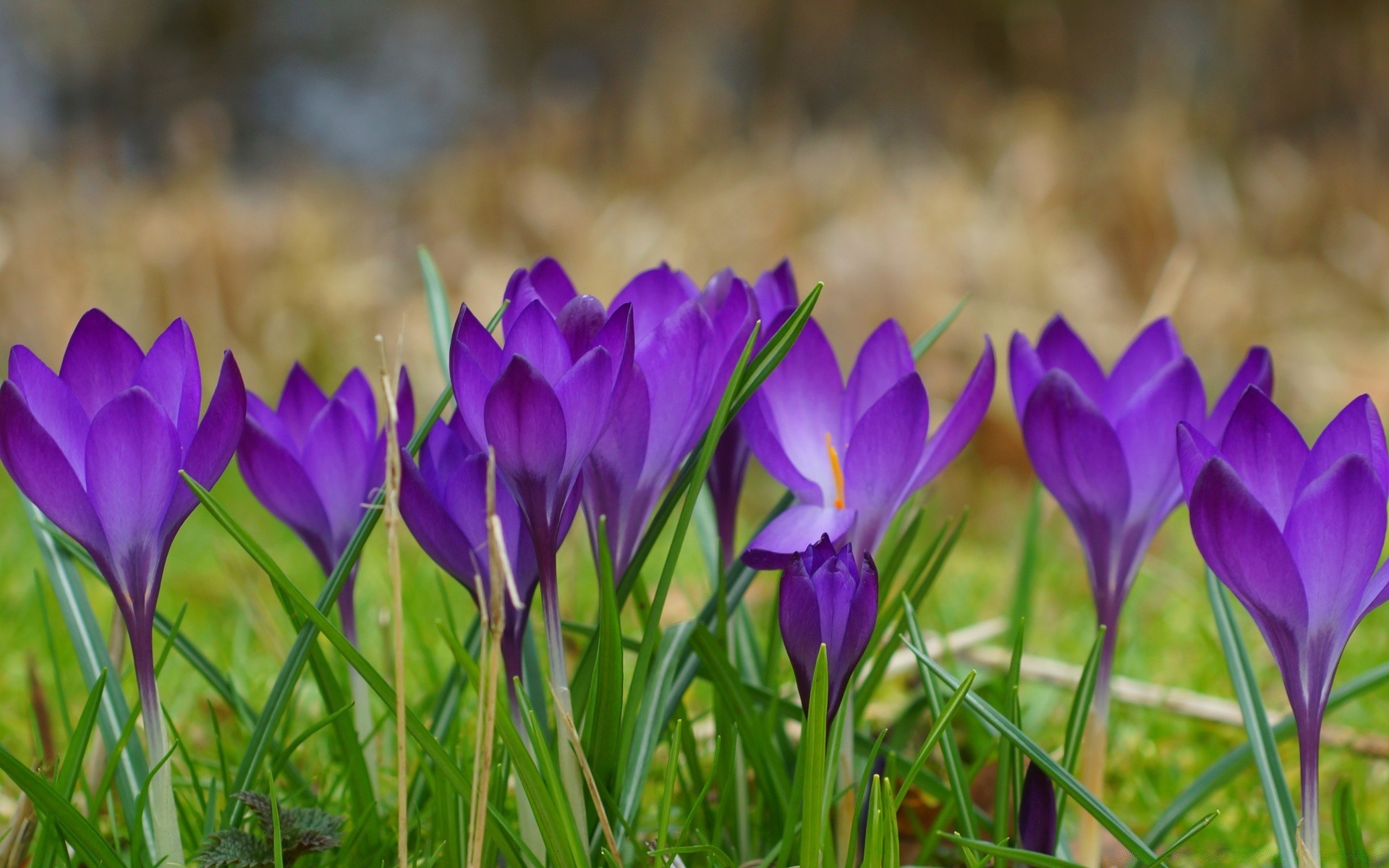 fleurs fleur nature flore feuille jardin bluming croissance floral saison pétale crocus herbe champ foin lumineux été pâques couleur violet