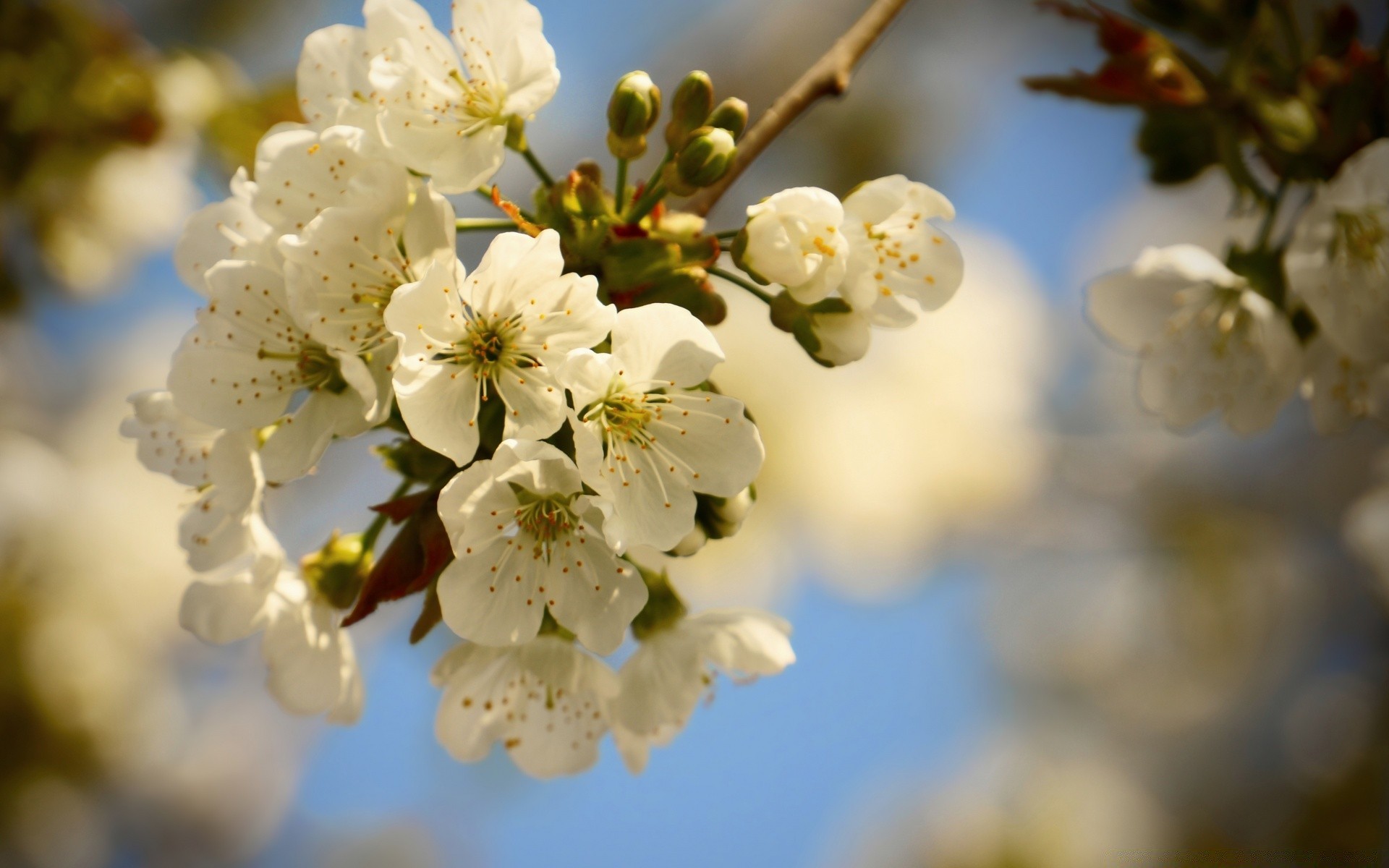 fiori natura ciliegio fiore albero ramo mela flora foglia crescita giardino sfocatura bel tempo all aperto estate stagione compagno prugna sole fioritura