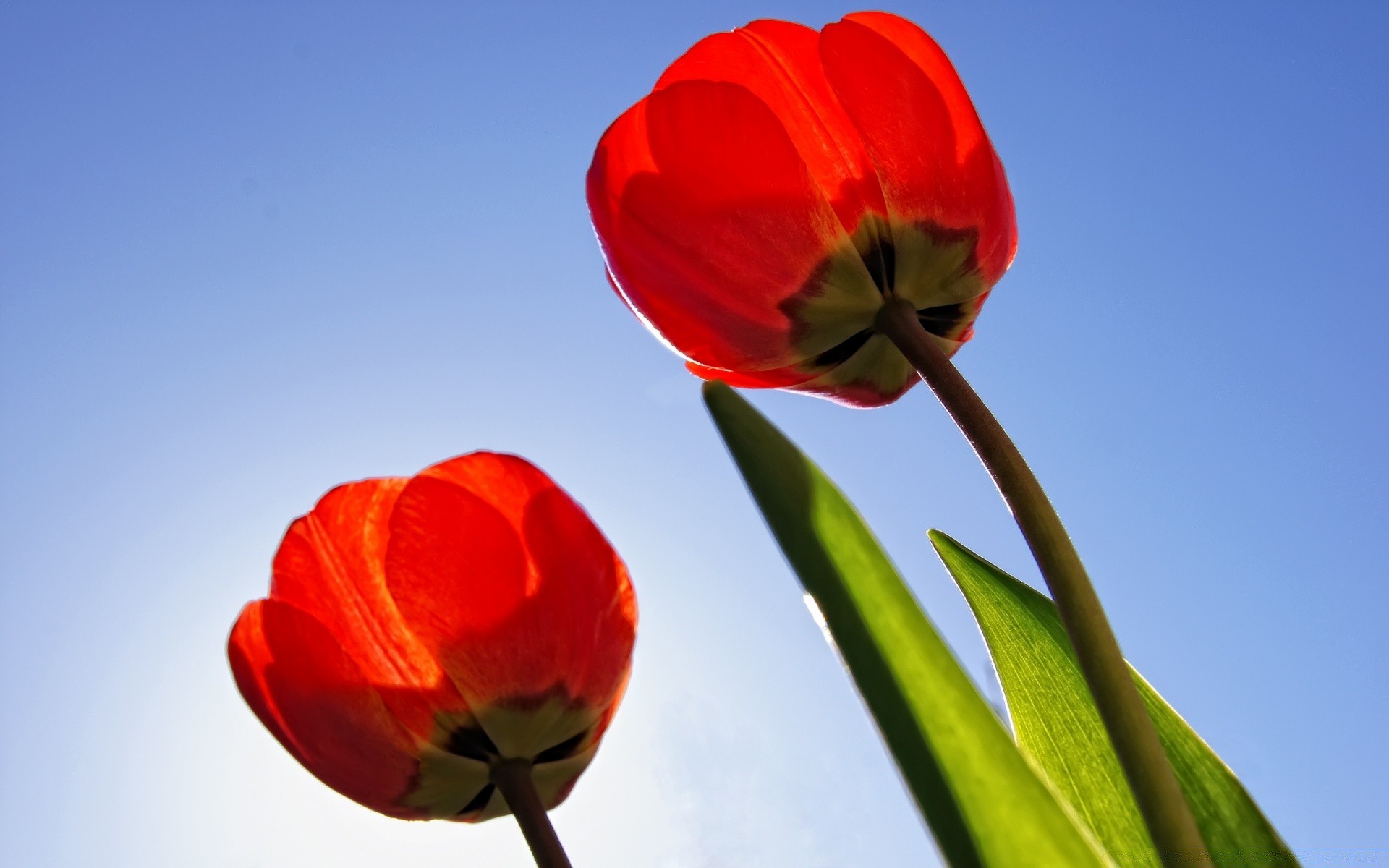 fiori fiore natura tulipano foglia flora luminoso estate colore petalo giardino floreale all aperto