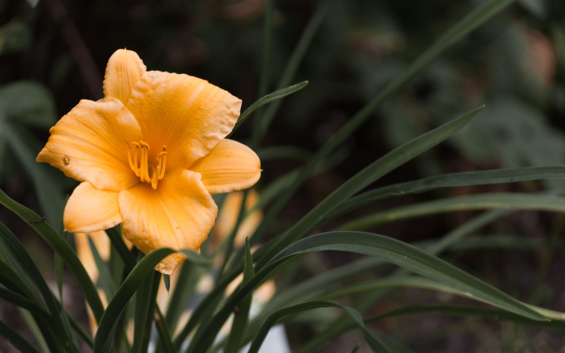 kwiaty natura flora kwiat liść ogród lato sezon wzrost jasny kolor na zewnątrz zbliżenie płatek kwiatowy bluming