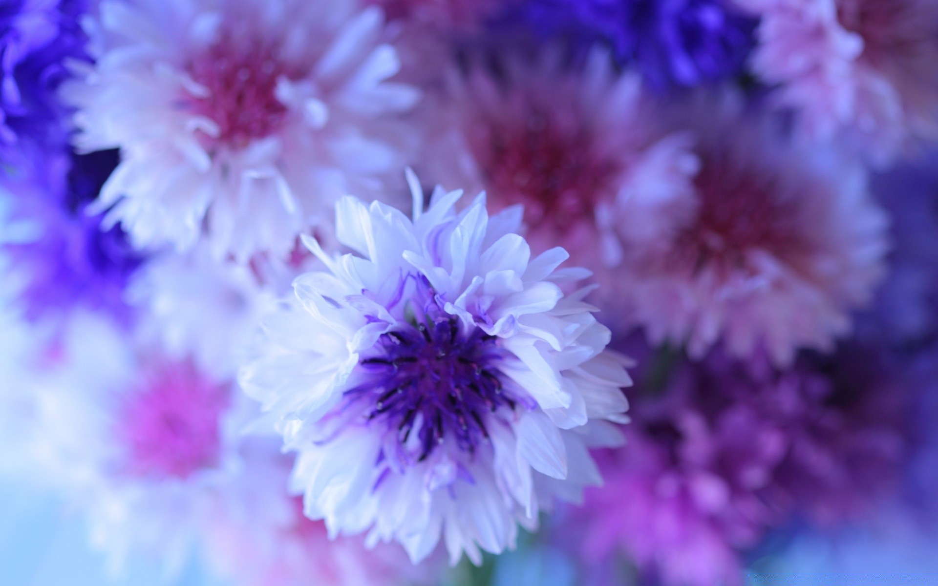 flowers flower nature flora floral petal blooming garden summer color bouquet leaf bright head delicate beautiful close-up freshness perennial cornflower