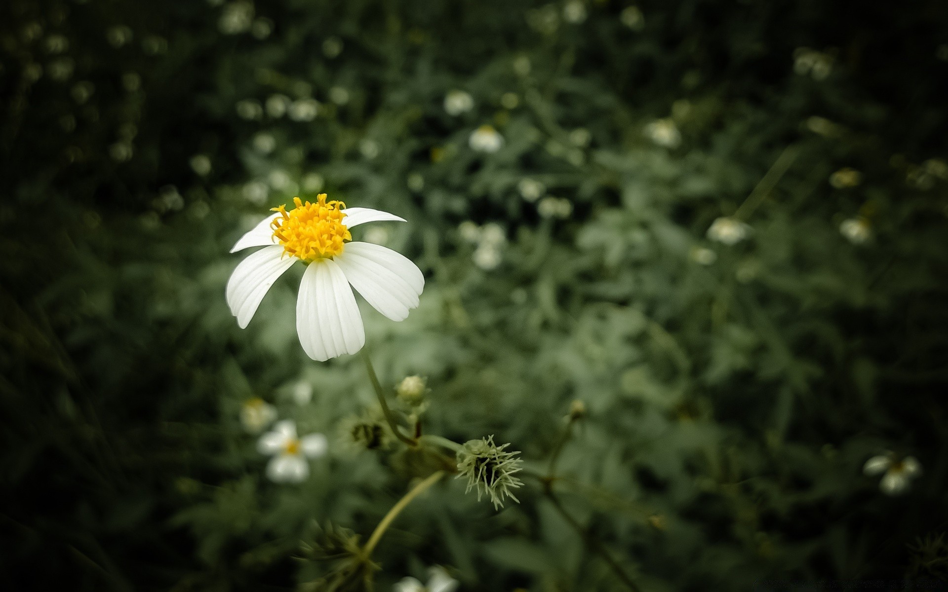 fleurs nature fleur été flore jardin feuille croissance lumineux à l extérieur couleur herbe foin