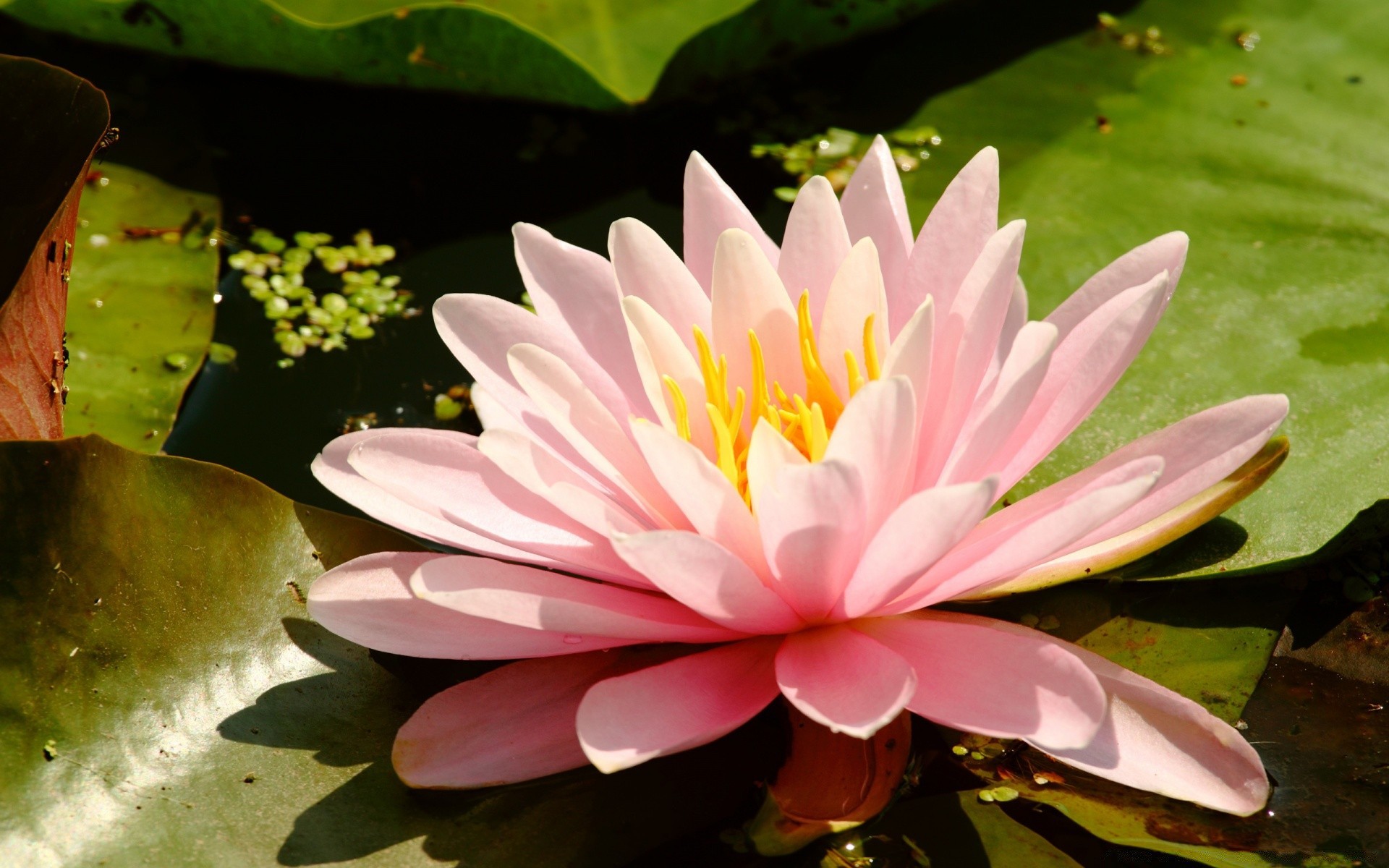 花 花 莲花 自然 叶 植物群 热带 开花 夏天 花瓣 花园 池 百合 禅宗 美丽 异国情调 冥想 花卉 睡莲 水