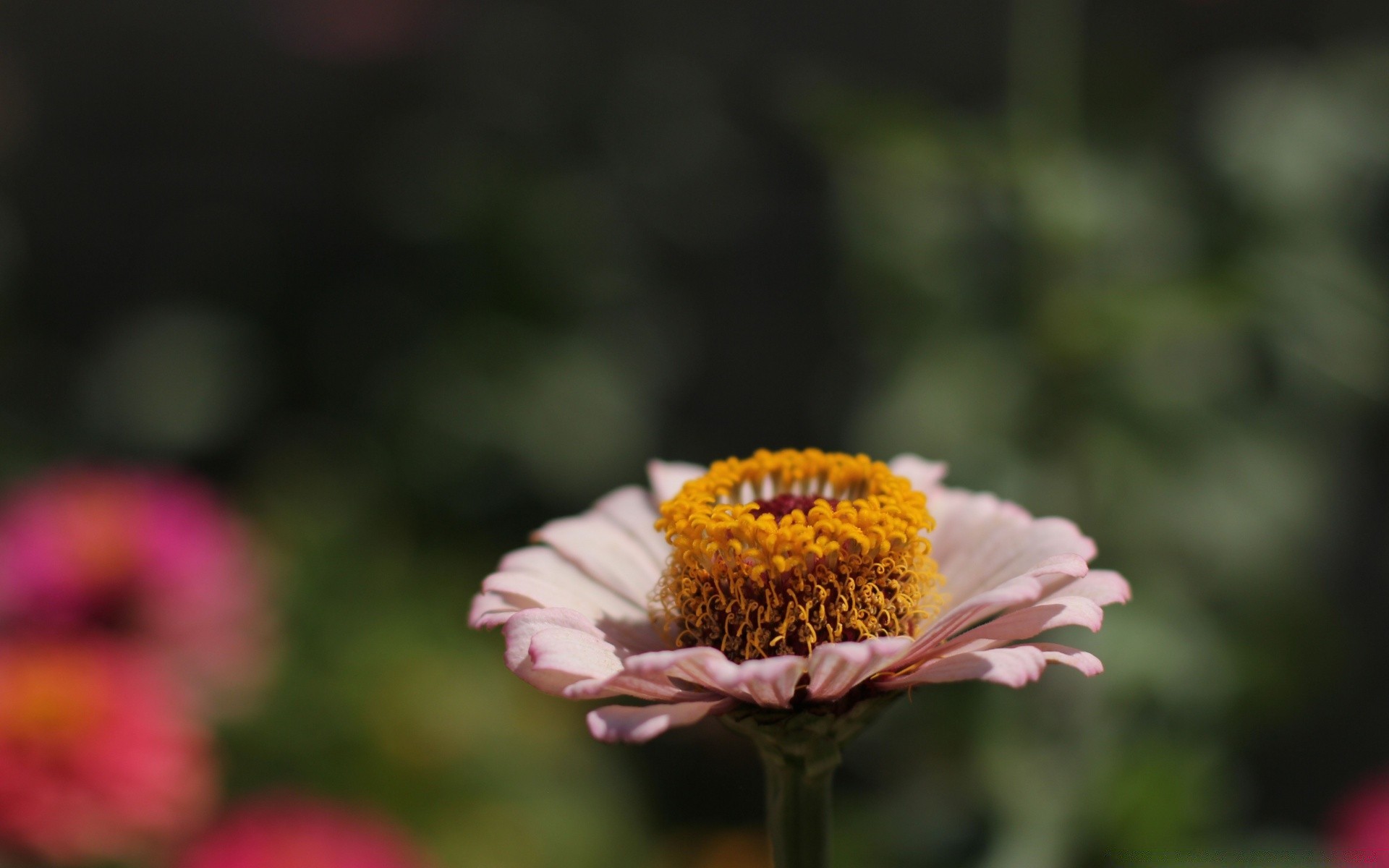 çiçekler doğa çiçek flora yaz bahçe yaprak parlak açık havada büyüme petal renk çiçeklenme güzel hava yakın çekim çiçek çimen sezon polen alan