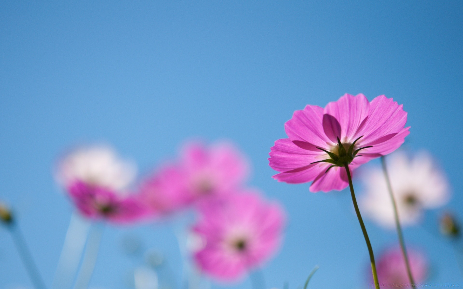 fleurs nature fleur été flore beau temps soleil lumineux croissance jardin champ extérieur l espace pétale couleur feuille