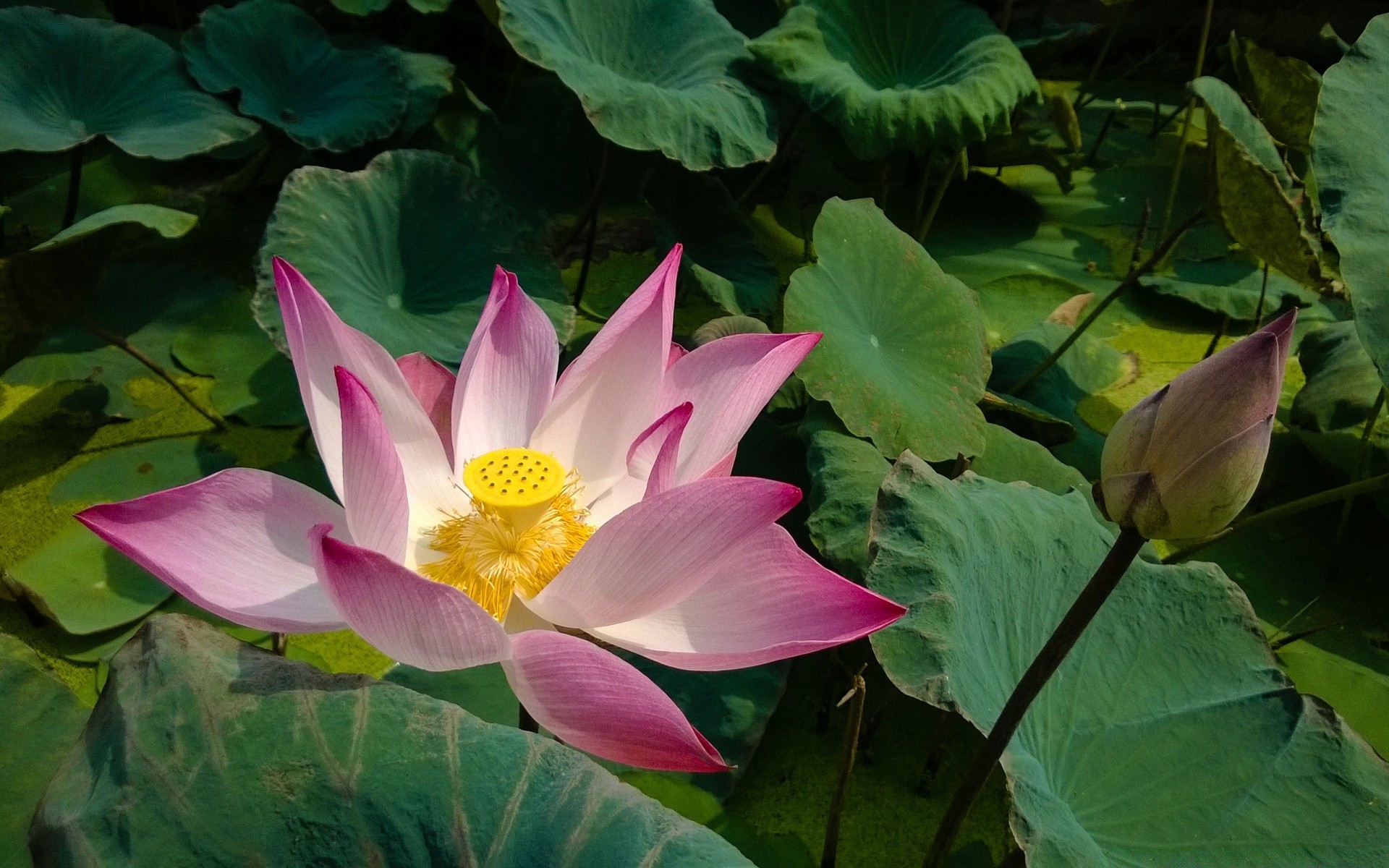 fiori loto acqua piscina tropicale giglio foglia esotico ninfea santo flora fiore loto fioritura nuoto natura zen estate bella petalo meditazione