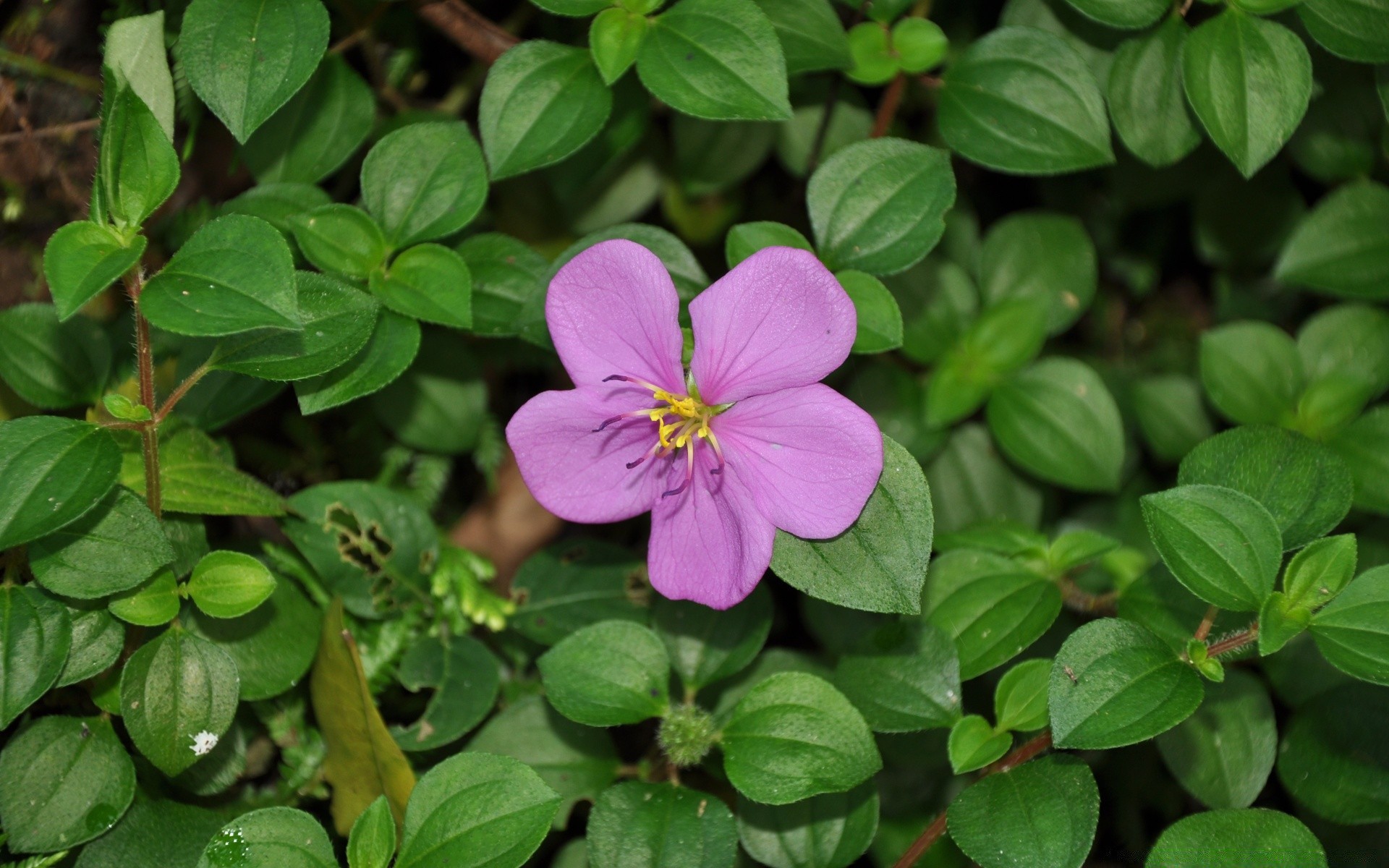 fleurs feuille jardin nature fleur flore