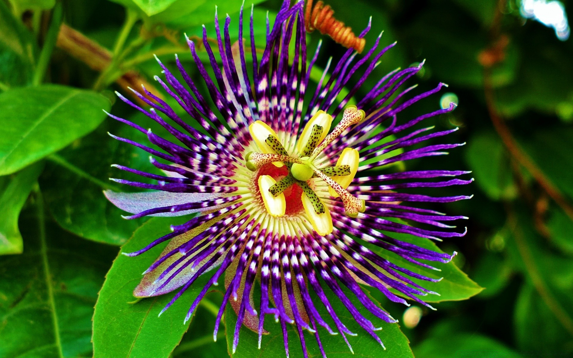 blumen natur flora sommer garten blatt blume im freien schließen tropisch farbe schön hell