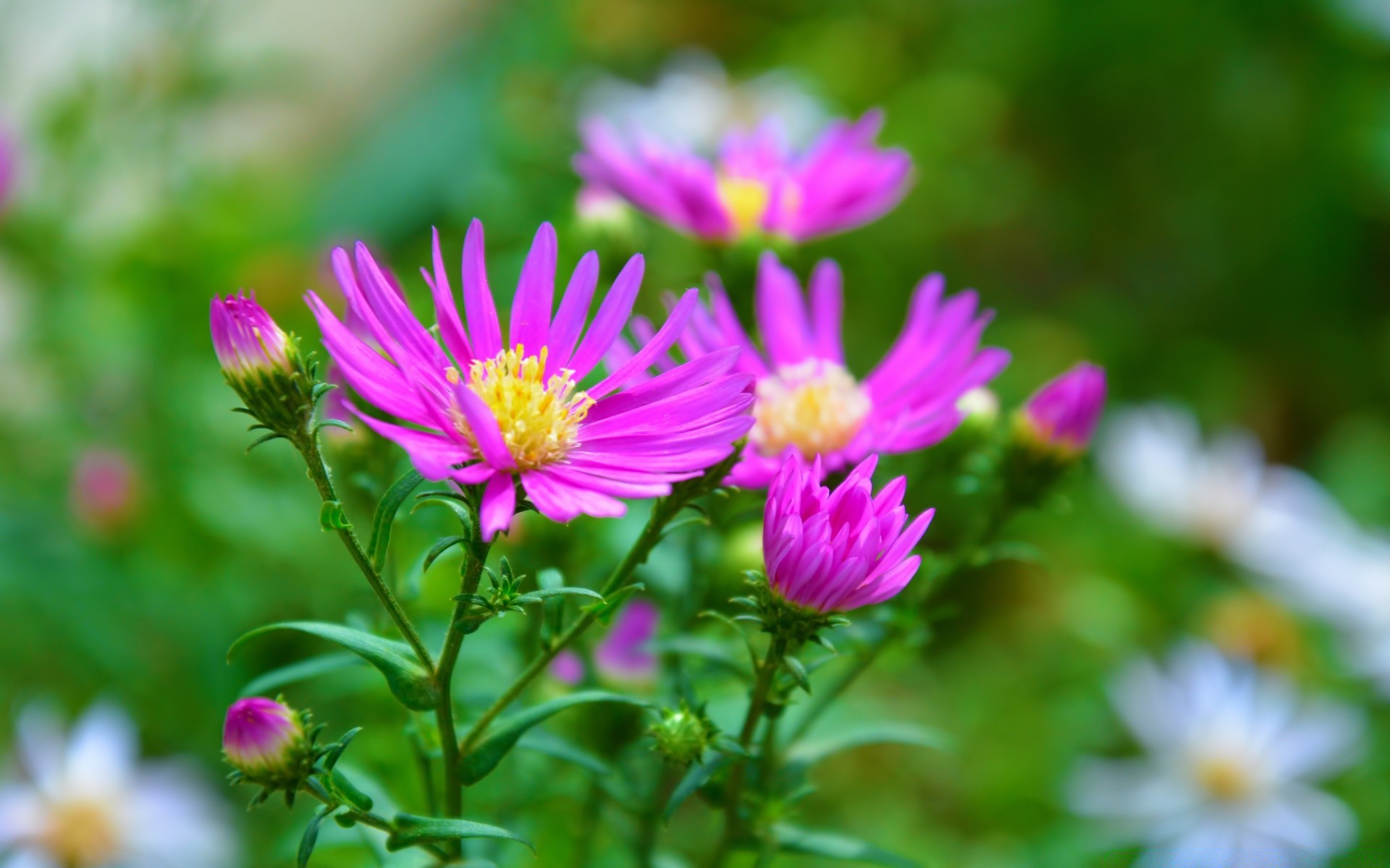 flowers nature flower summer garden flora leaf blooming petal bright outdoors growth color floral fair weather close-up field season