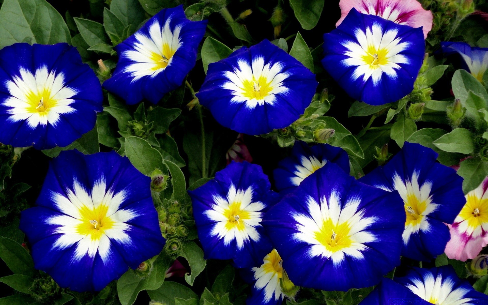 kwiaty kwiat natura ogród liść flora kwiatowy bluming lato jasny kolor