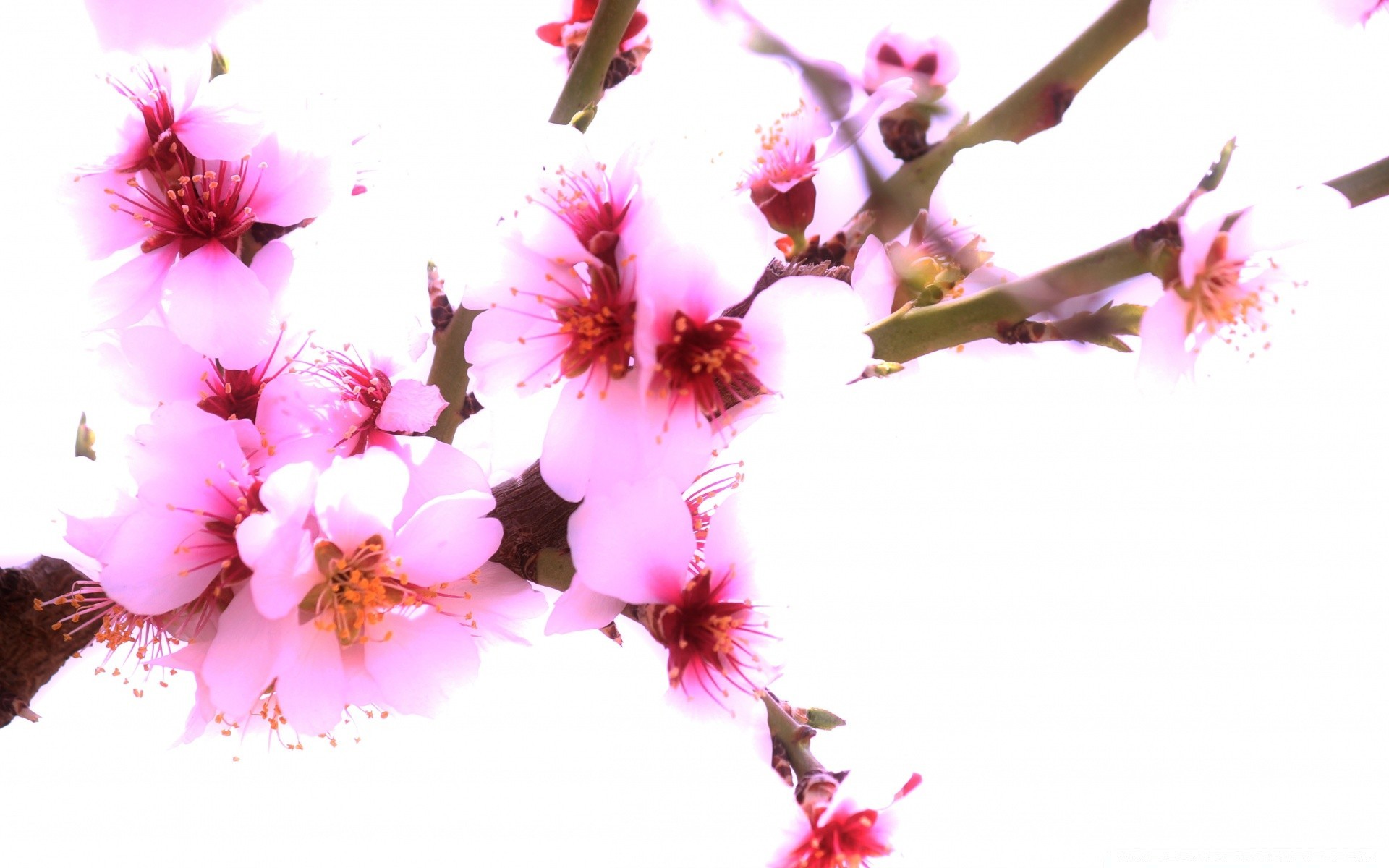 flowers flower branch nature cherry flora petal blooming bud garden floral season tree bright leaf delicate growth springtime