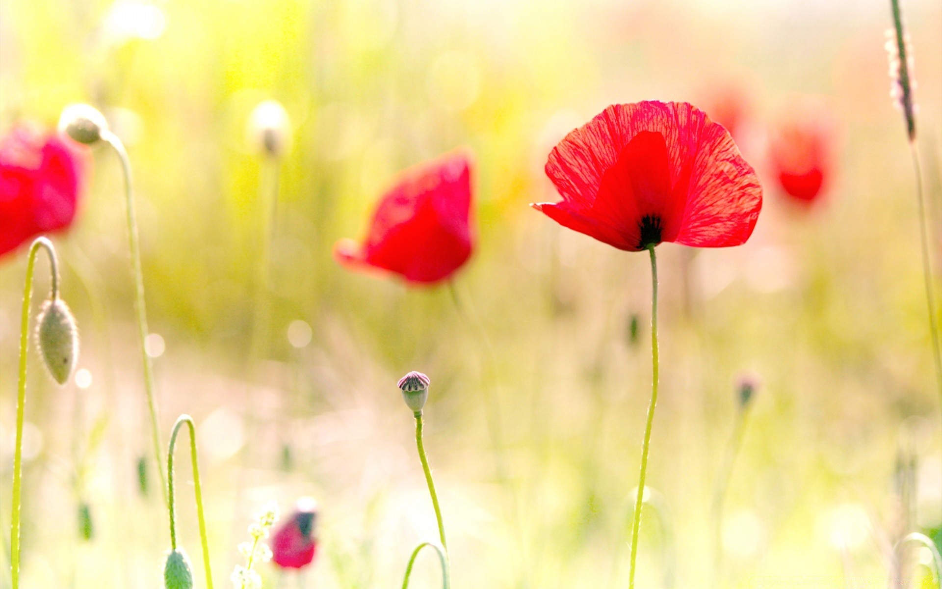 fleurs nature été fleur poppy champ herbe flore jardin foin rural beau temps sauvage lumineux feuille croissance soleil floral à l extérieur couleur