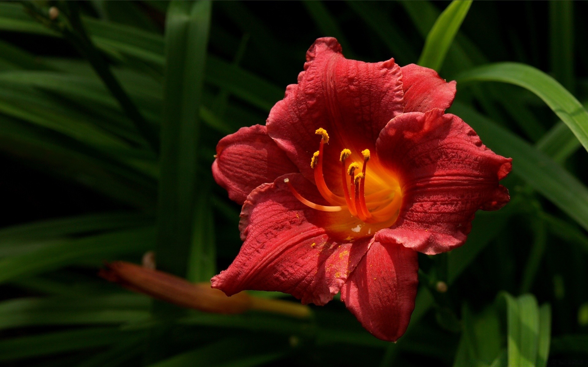 flores flor flora natureza folha jardim tropical verão pétala cor floral brilhante