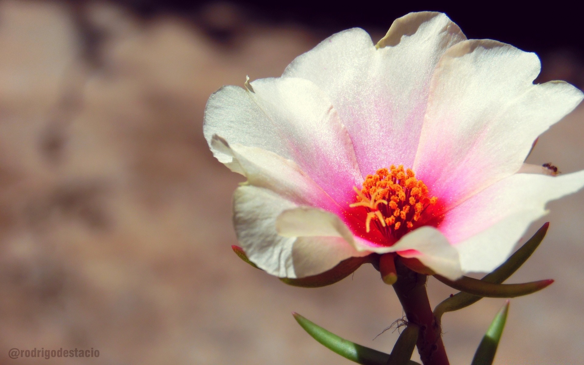 flowers nature flower flora leaf bright summer outdoors growth