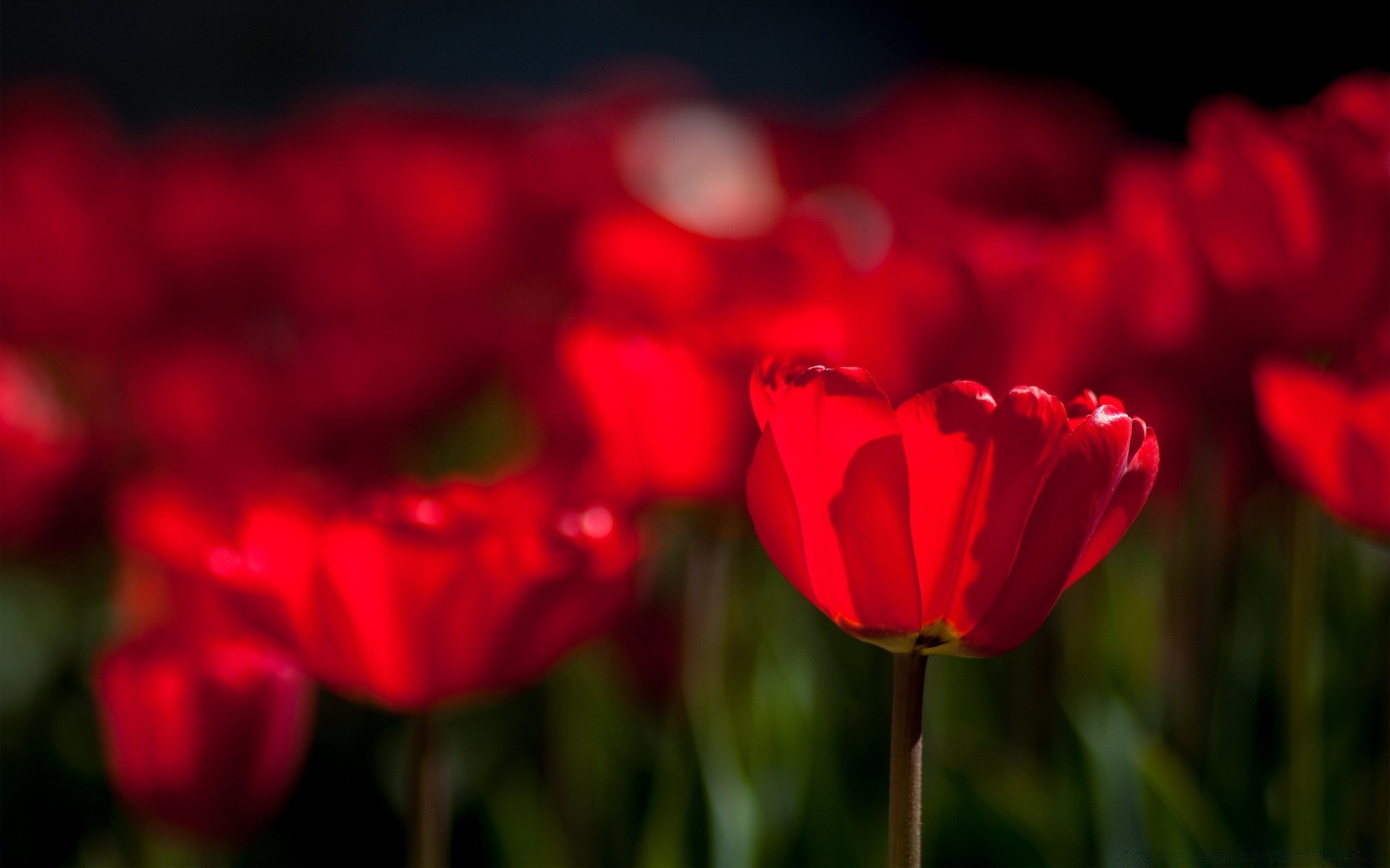 kwiaty kwiat natura tulipan flora ogród kolor płatek liść jasne pole kwiatowy lato miłość bluming odkryty romantyczny wzrost