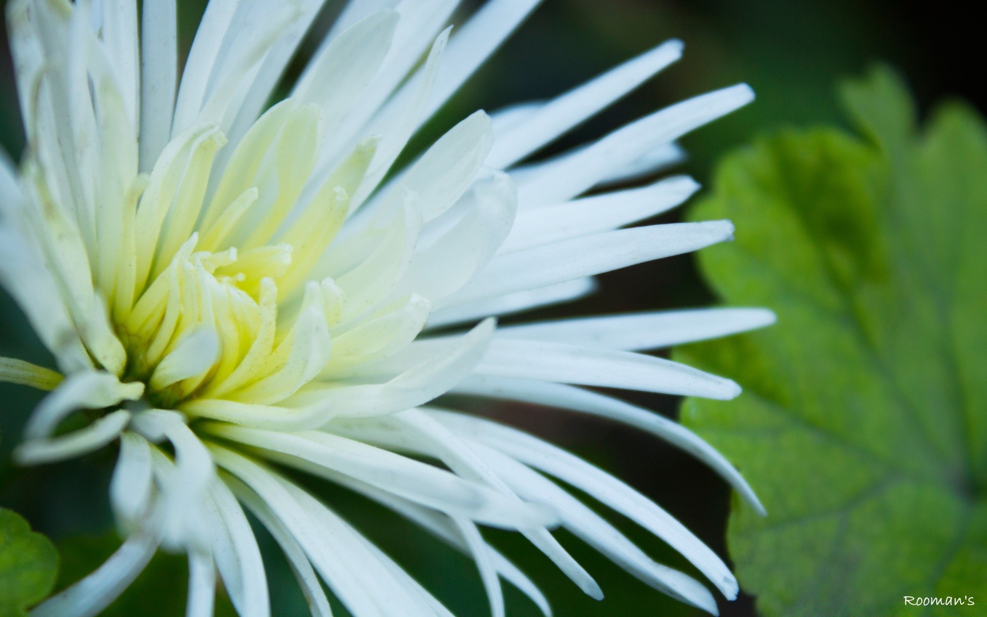 kwiaty natura flora liść lato kwiat wzrost ogród jasny na zewnątrz