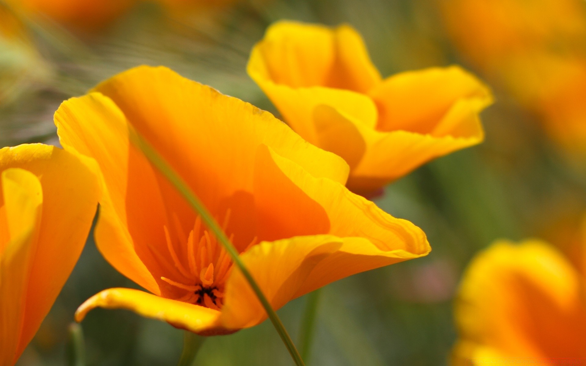 flores flor naturaleza flora hoja jardín verano tulipán brillante color pétalo floral al aire libre crecimiento floración campo delicado buen tiempo estación hermoso