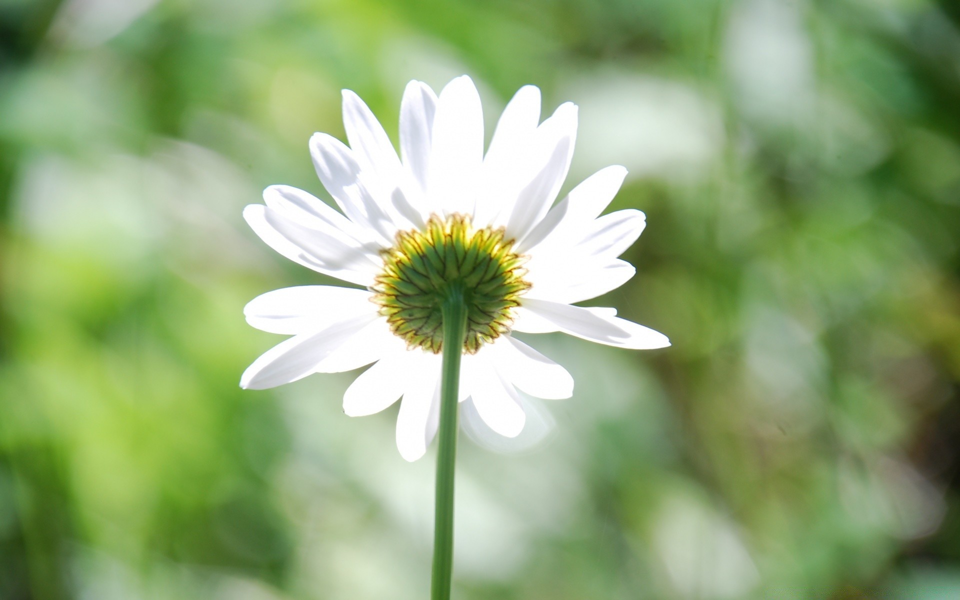 blumen natur sommer flora blatt blume wachstum hell im freien gutes wetter garten blütenblatt gänseblümchen