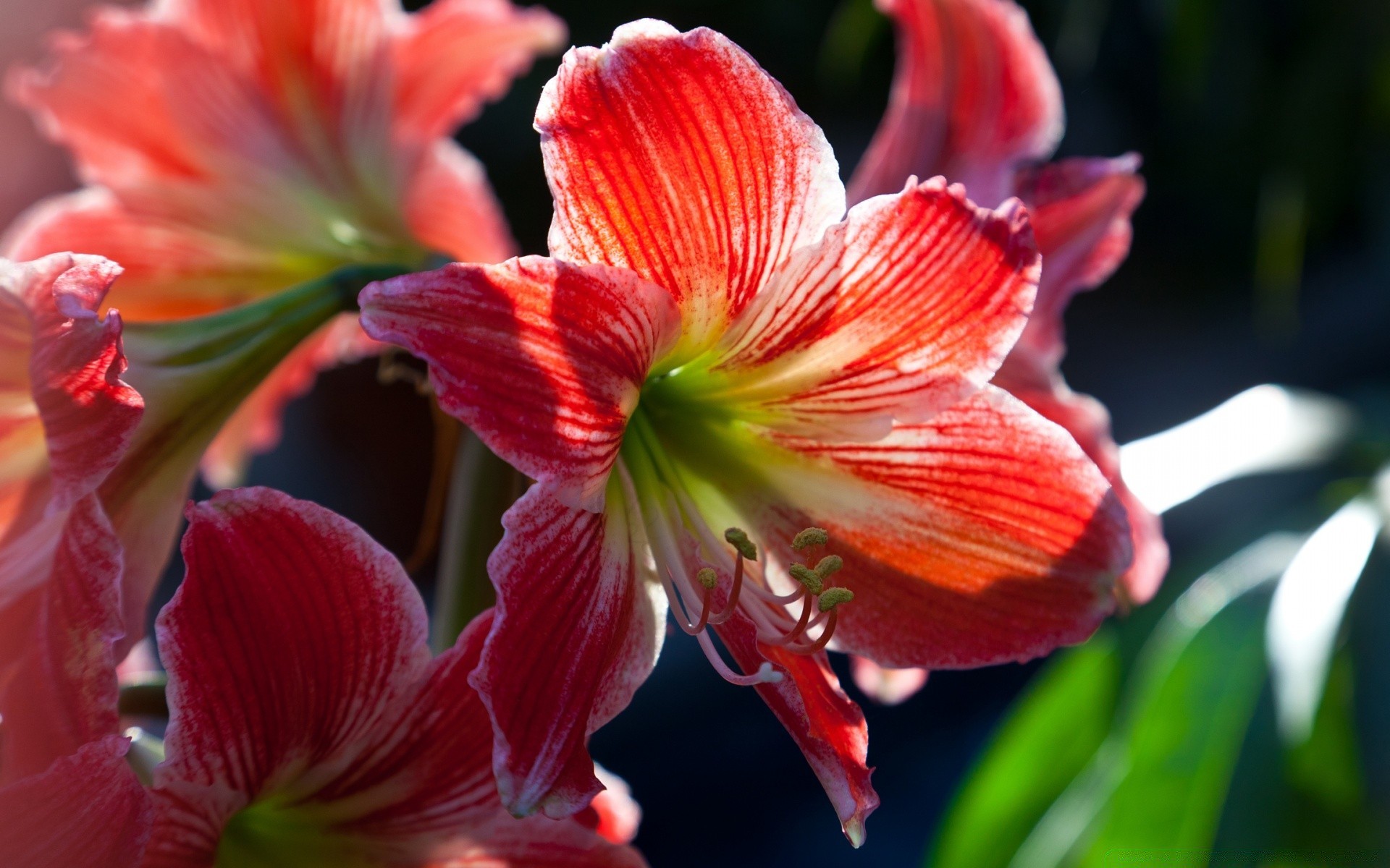 fleurs fleur nature jardin flore feuille pétale été bluming lily tropical lumineux belle floral gros plan couleur à l extérieur