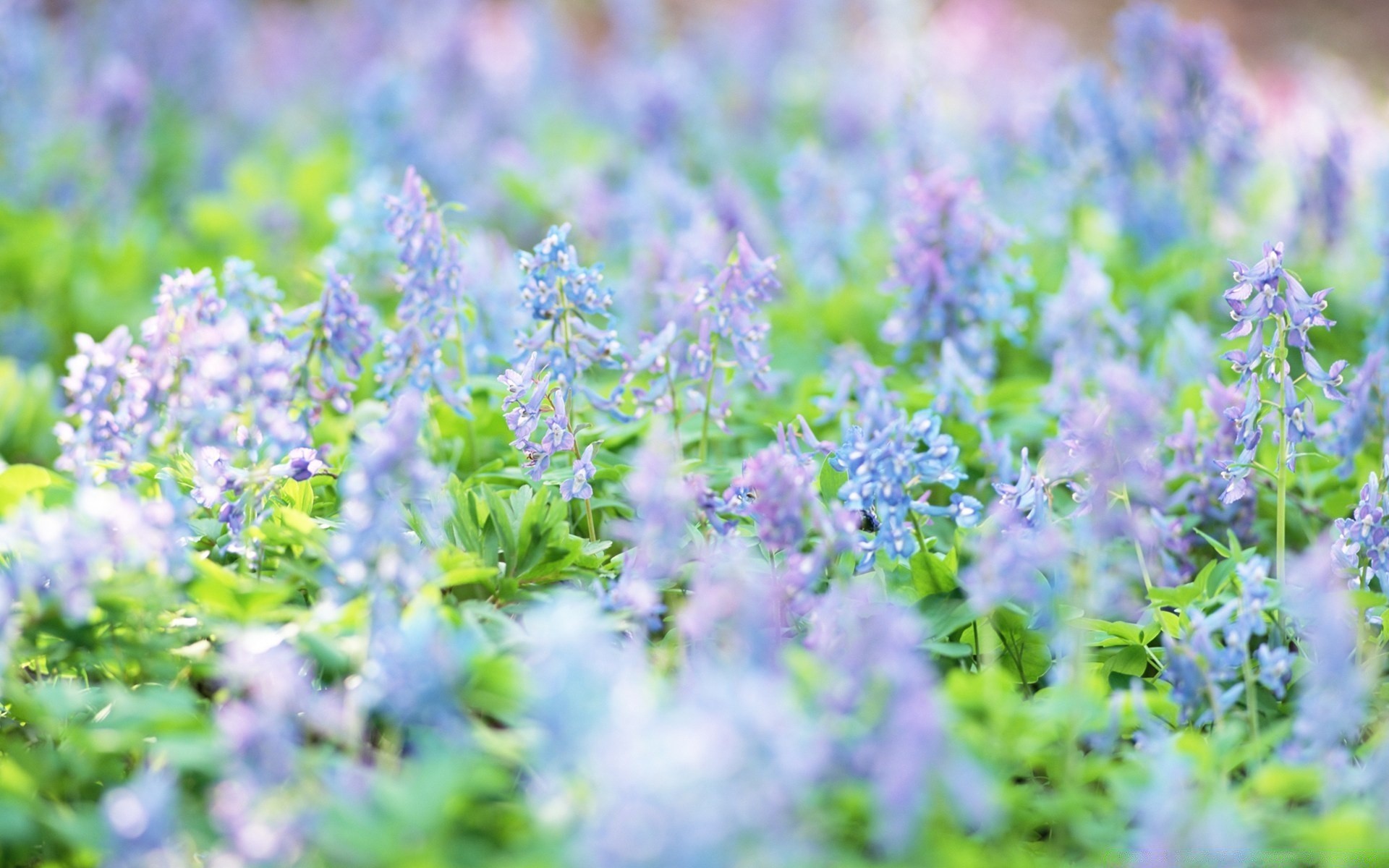 flowers flower nature flora field summer hayfield season growth outdoors garden leaf floral grass rural herb blooming color wild fair weather