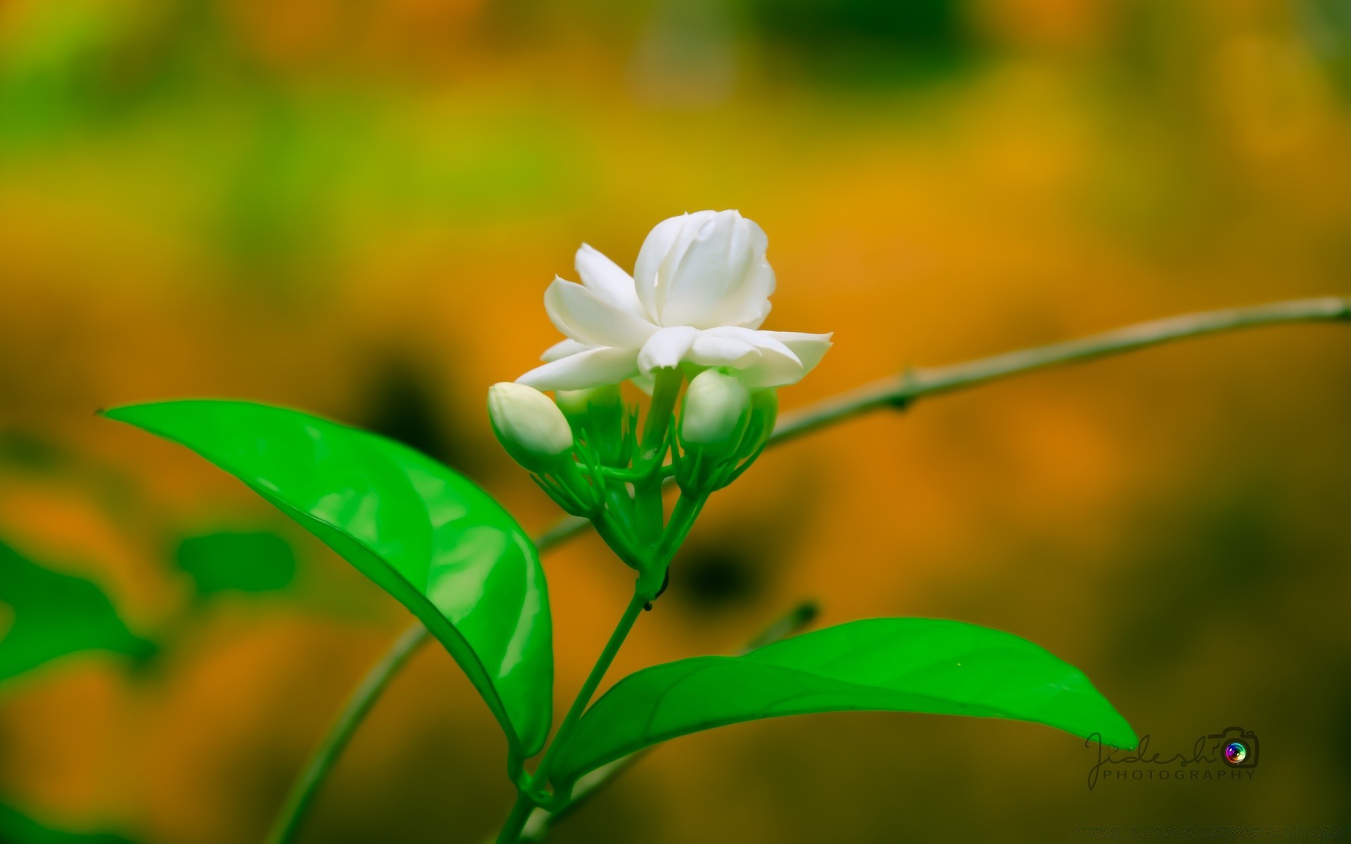 flores natureza folha flora verão crescimento flor jardim borrão brilhante grama ao ar livre cor bom tempo