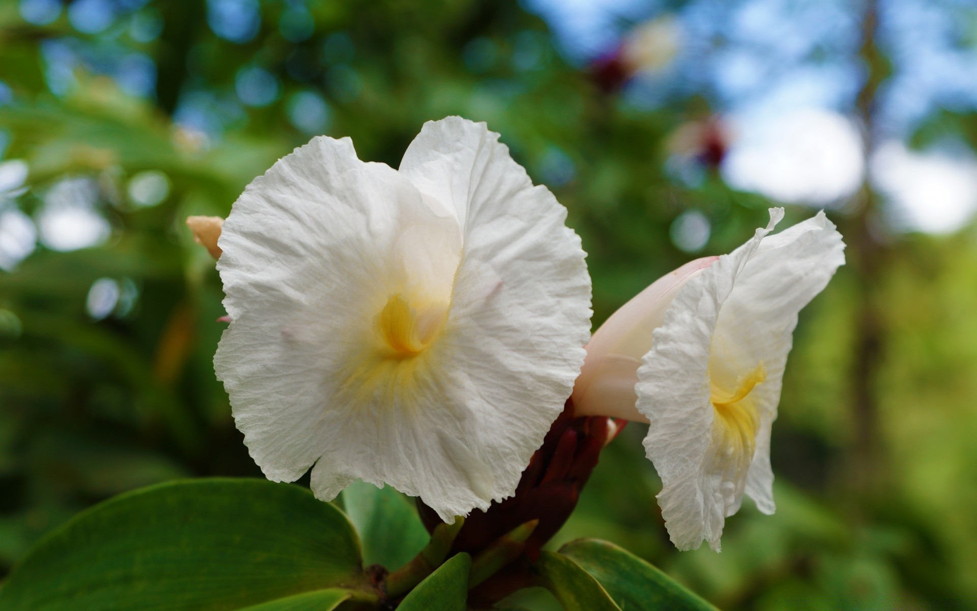 flowers flower nature flora leaf blooming petal tropical floral garden close-up color beautiful summer tree bright park outdoors desktop