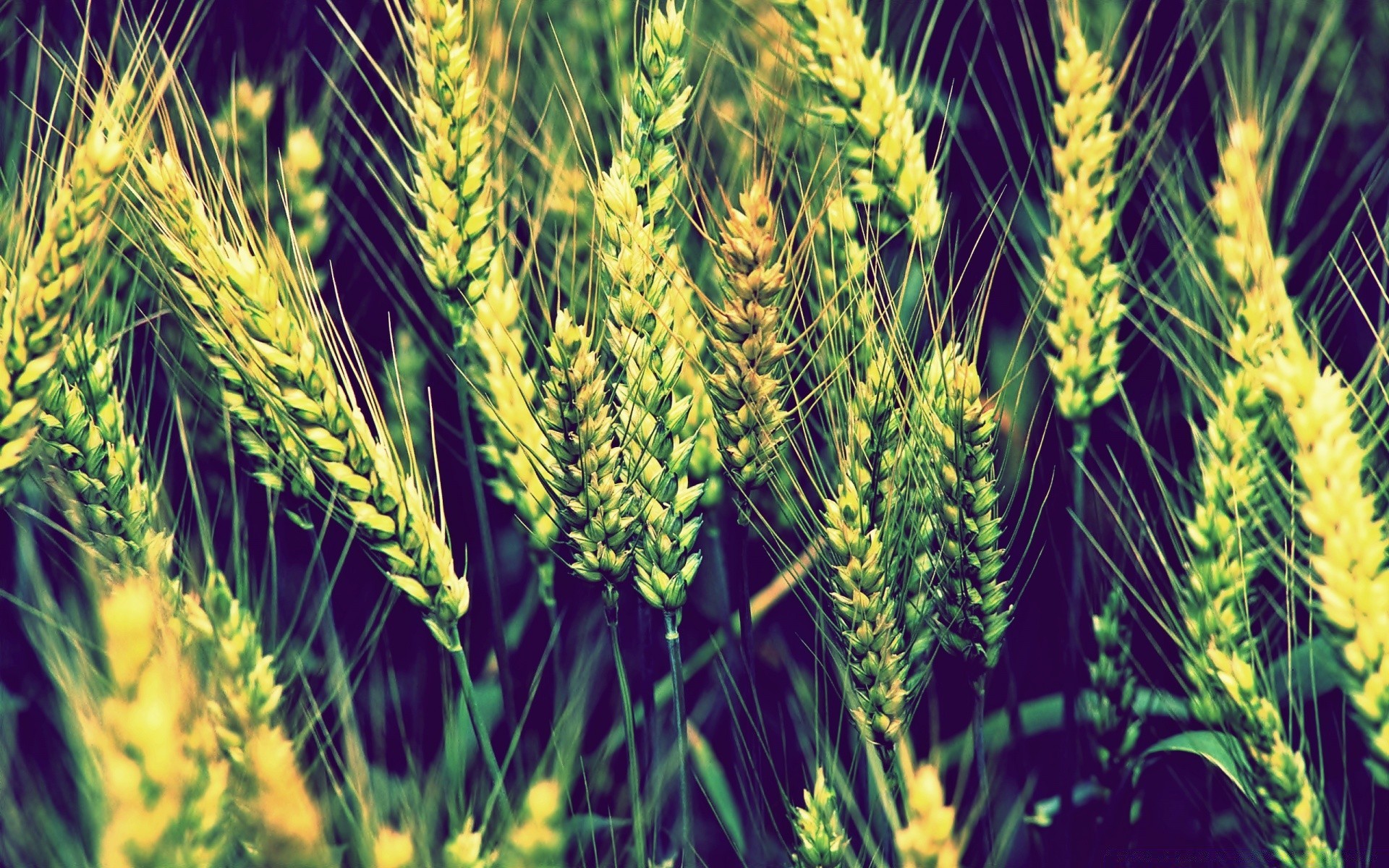 flores cereales trigo pasto cosecha centeno campo pan agricultura paja semilla maíz granja rural cebada pico crecimiento verano comida harina oro