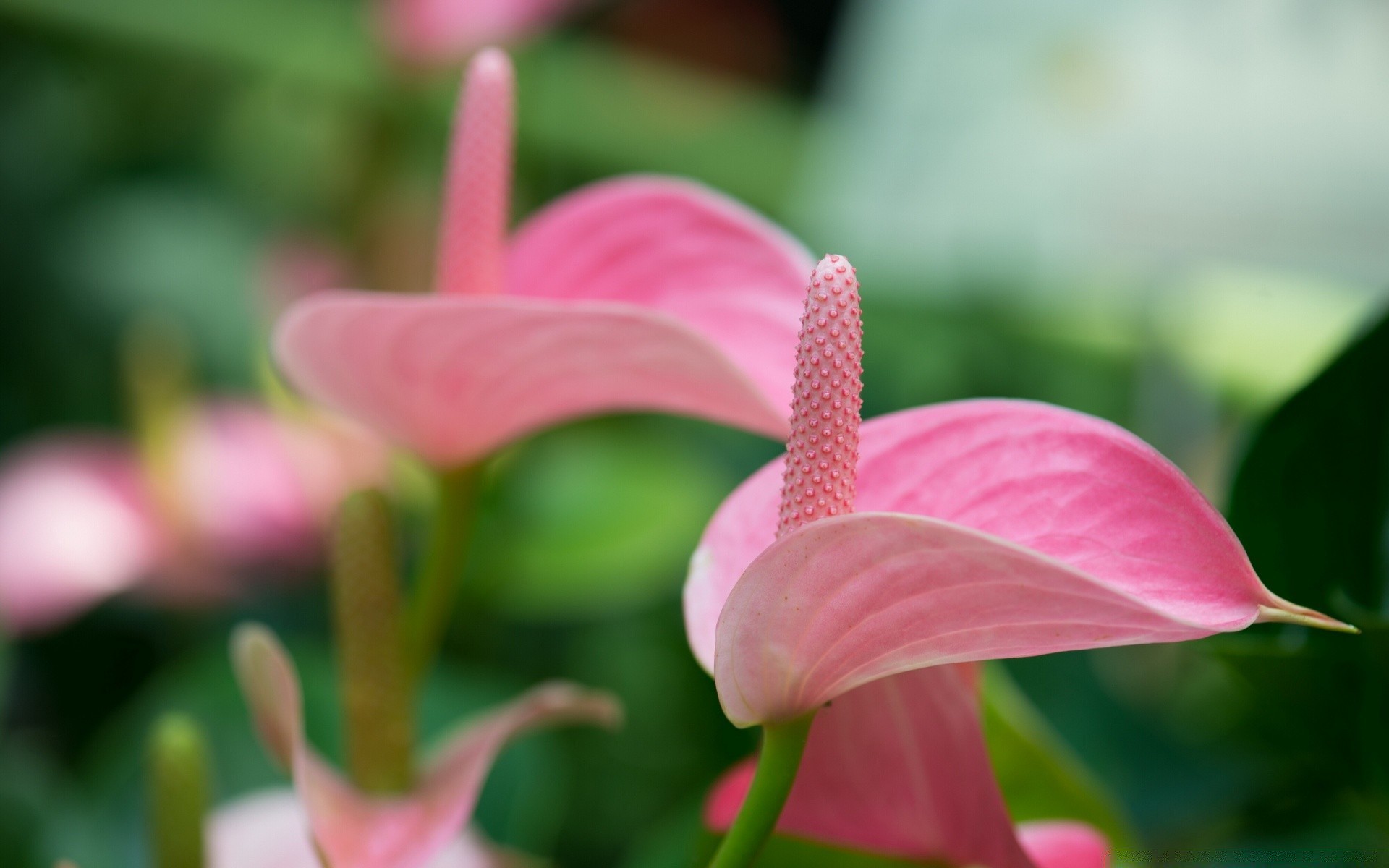 kwiaty natura kwiat flora ogród liść kolor lato piękny płatek jasny bluming kwiatowy zbliżenie