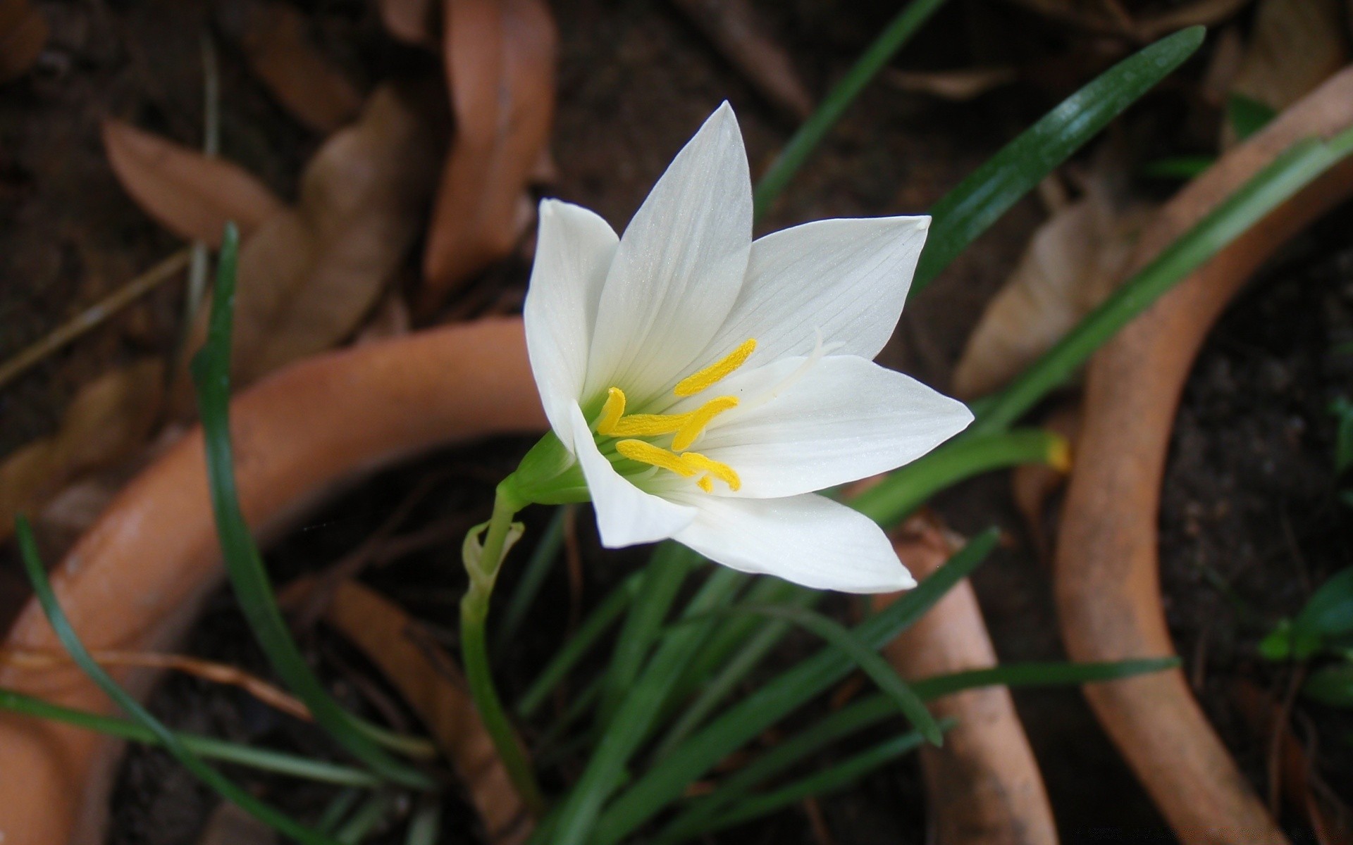 flowers nature leaf flora flower garden growth petal blooming season outdoors summer