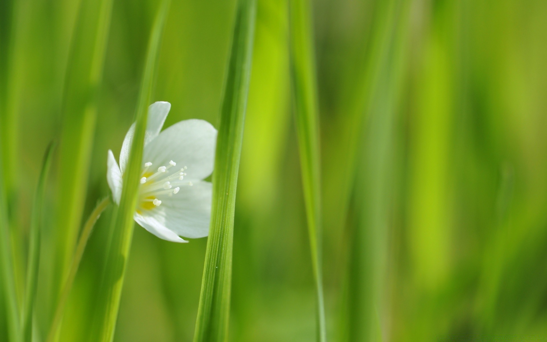 blumen blatt wachstum natur flora tau gras unschärfe garten sommer ökologie üppig hell umwelt gutes wetter im freien