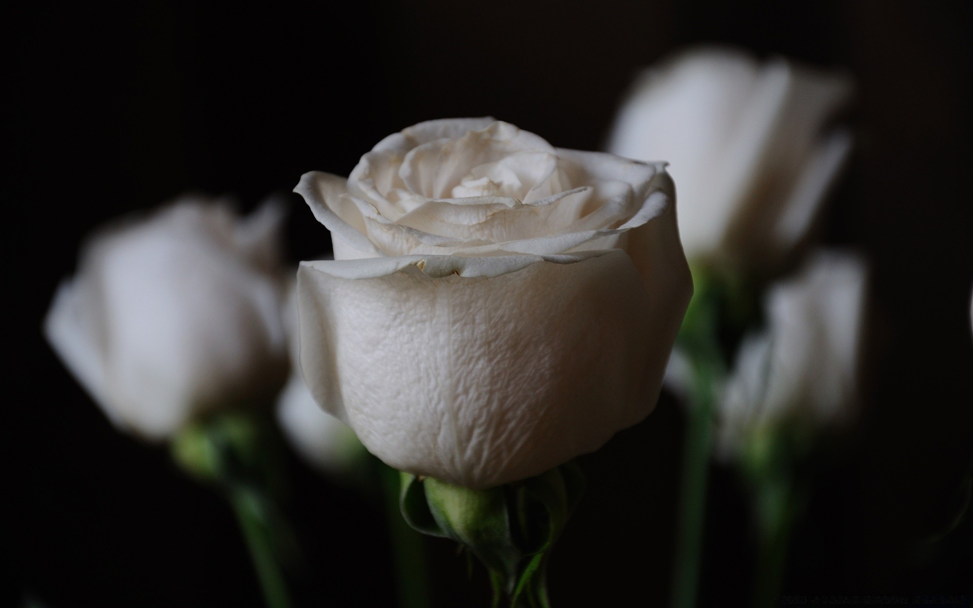 çiçekler çiçek düğün aşk romantizm doğa gül natürmort romantik yaprak güzel narin flora