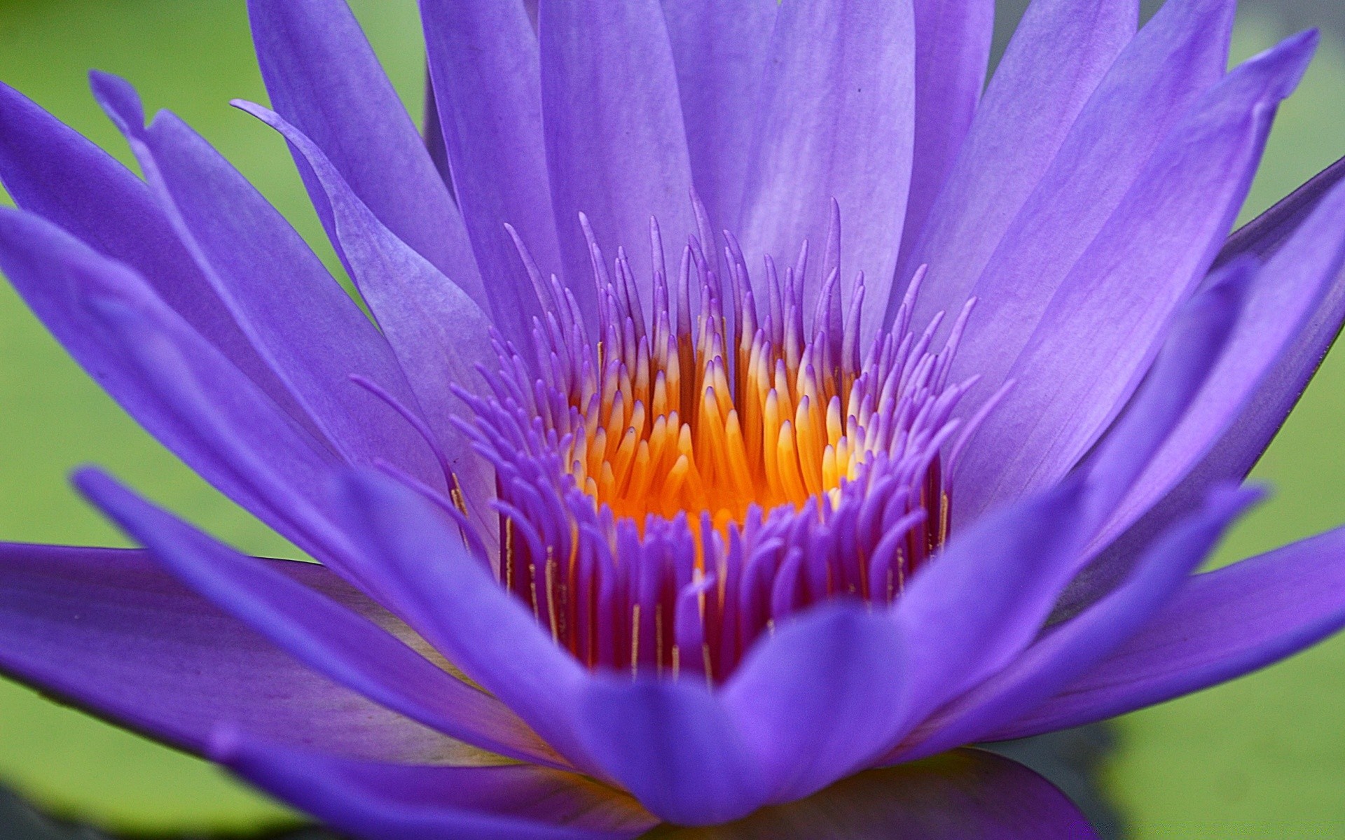 fleurs lotus fleur piscine aquatique flore feuille nature nénuphar jardin lily exotic bluming été tropical méditation parc floral botanique pétale saint