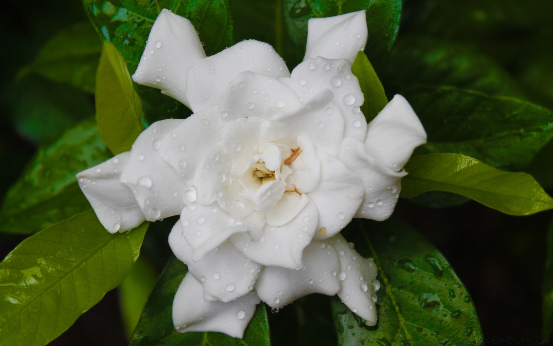 flowers leaf nature flower flora tropical garden outdoors beautiful close-up color floral summer