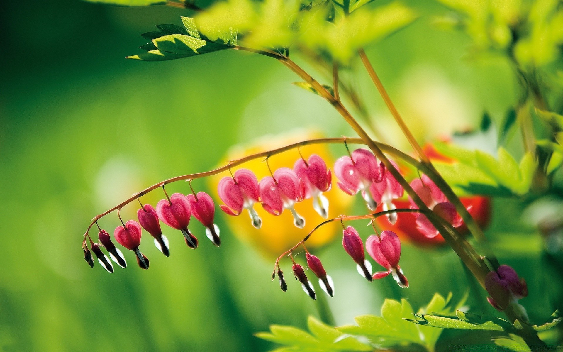 flowers nature leaf flora garden summer flower color growth bright tree season floral close-up outdoors freshness branch grass