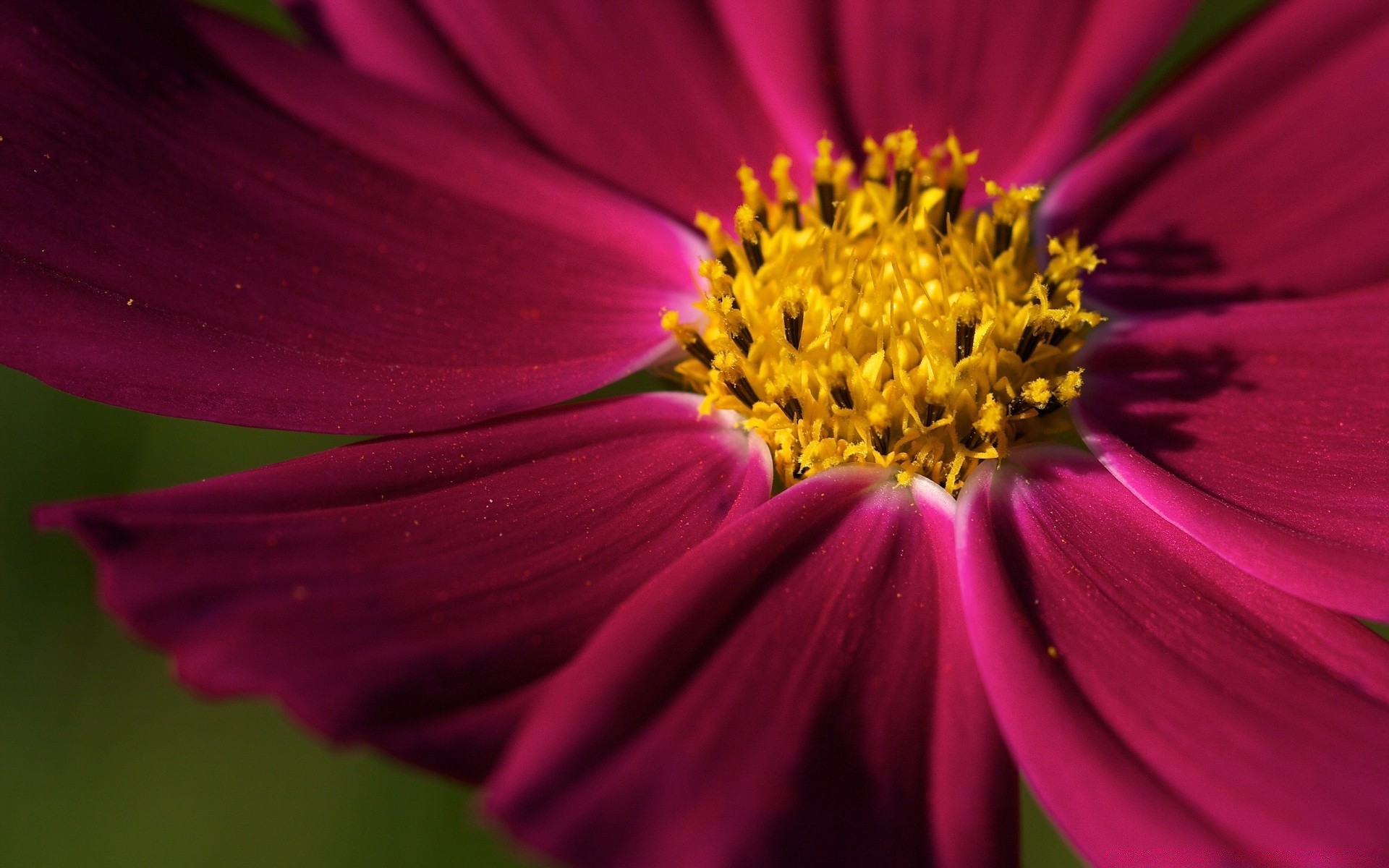 blumen blume natur garten farbe flora blütenblatt sommer hell