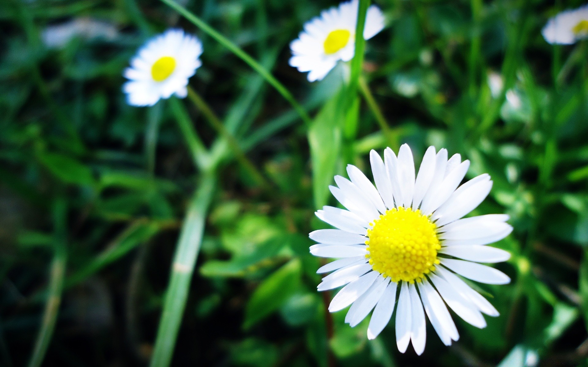 kwiaty natura lato flora kwiat trawa ogród sianokosy pole liść jasny sezon bluming stokrotki na zewnątrz płatek wzrost kolor zbliżenie kwiatowy