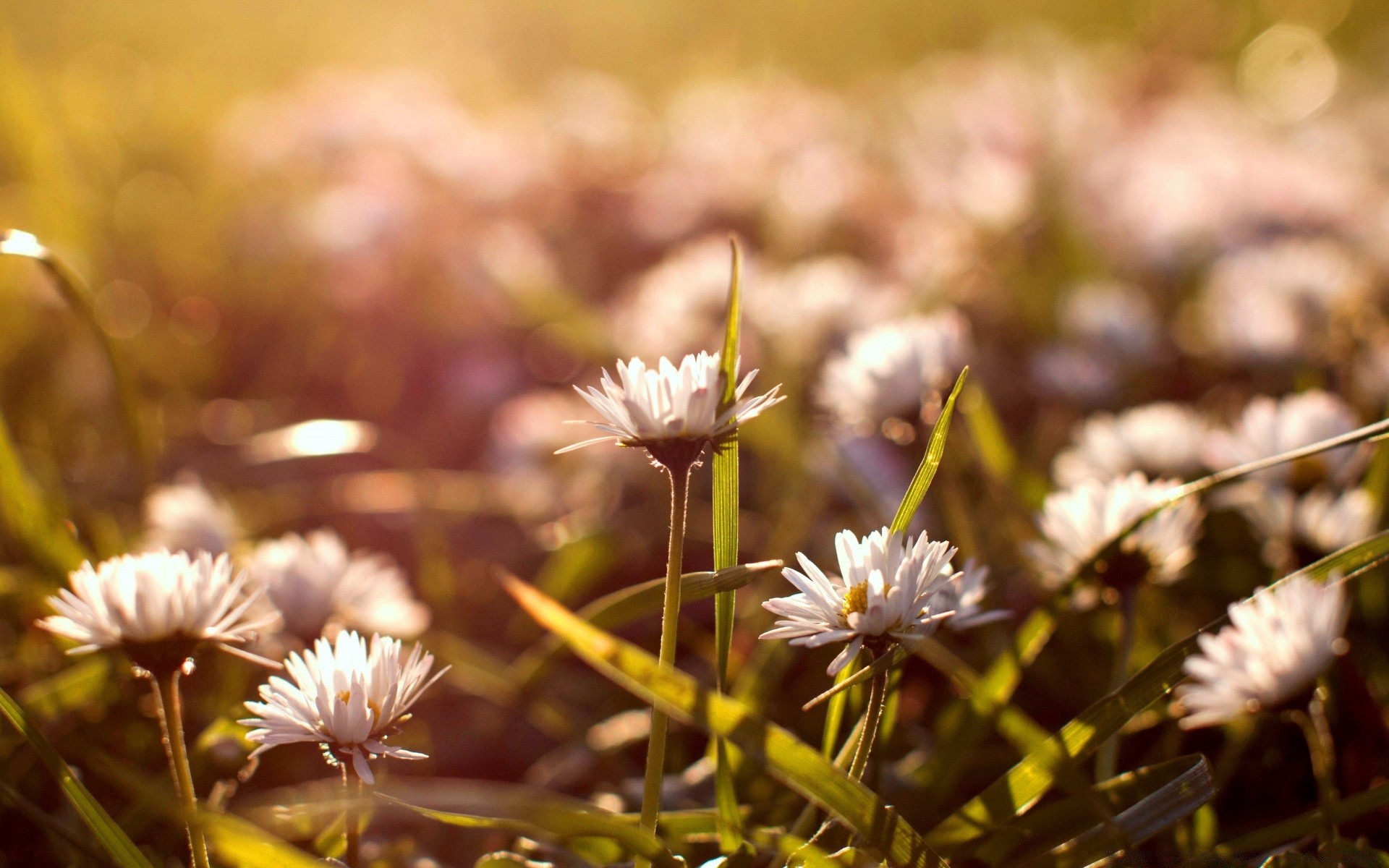 flowers flower nature flora garden blooming field park outdoors leaf summer grass fair weather petal hayfield floral close-up sun color wild season