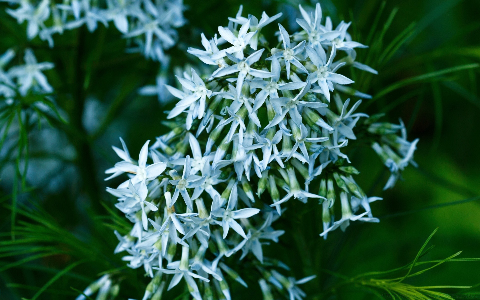 çiçekler doğa flora sezon yaprak çimen kış açık havada parlak dekorasyon yakın çekim