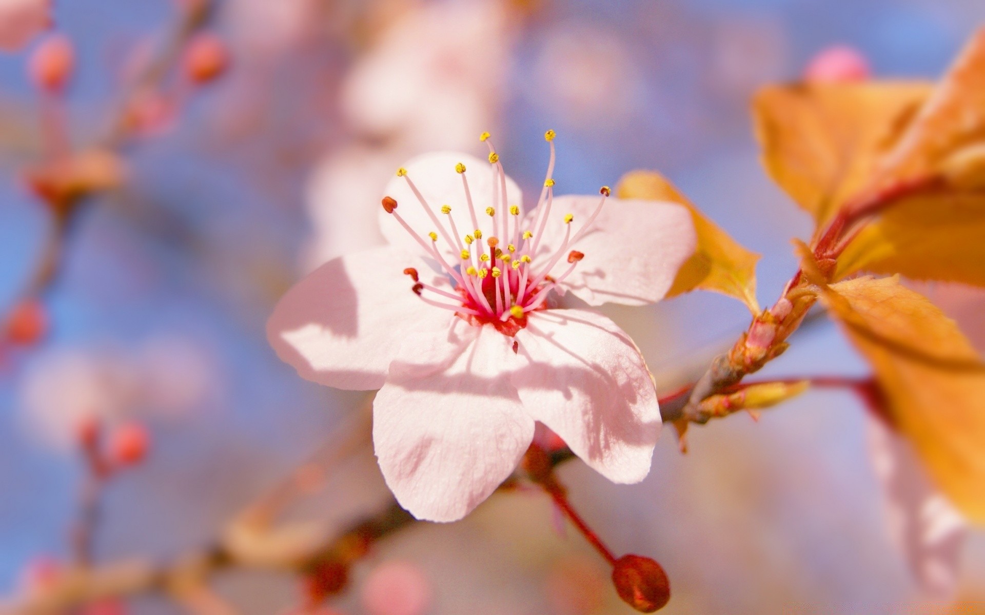 flowers nature flower flora leaf branch cherry garden outdoors tree season bright blur petal color growth blooming summer close-up bud