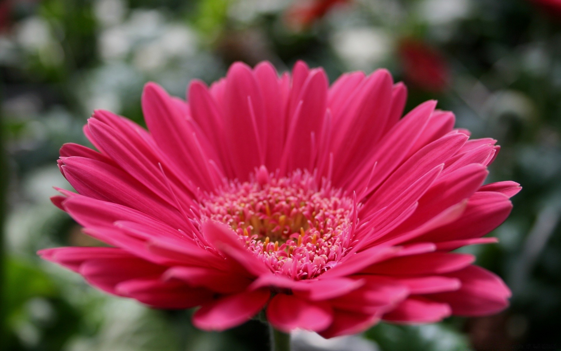 flowers flower flora nature garden summer petal blooming floral color leaf bright beautiful growth botanical love