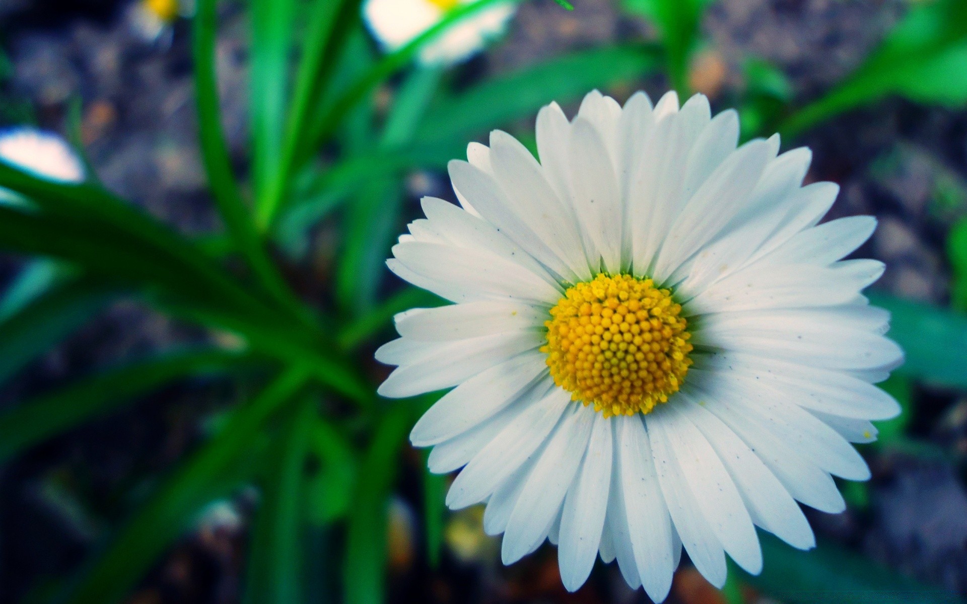 flowers nature flora leaf summer garden flower close-up bright color grass outdoors blooming growth field