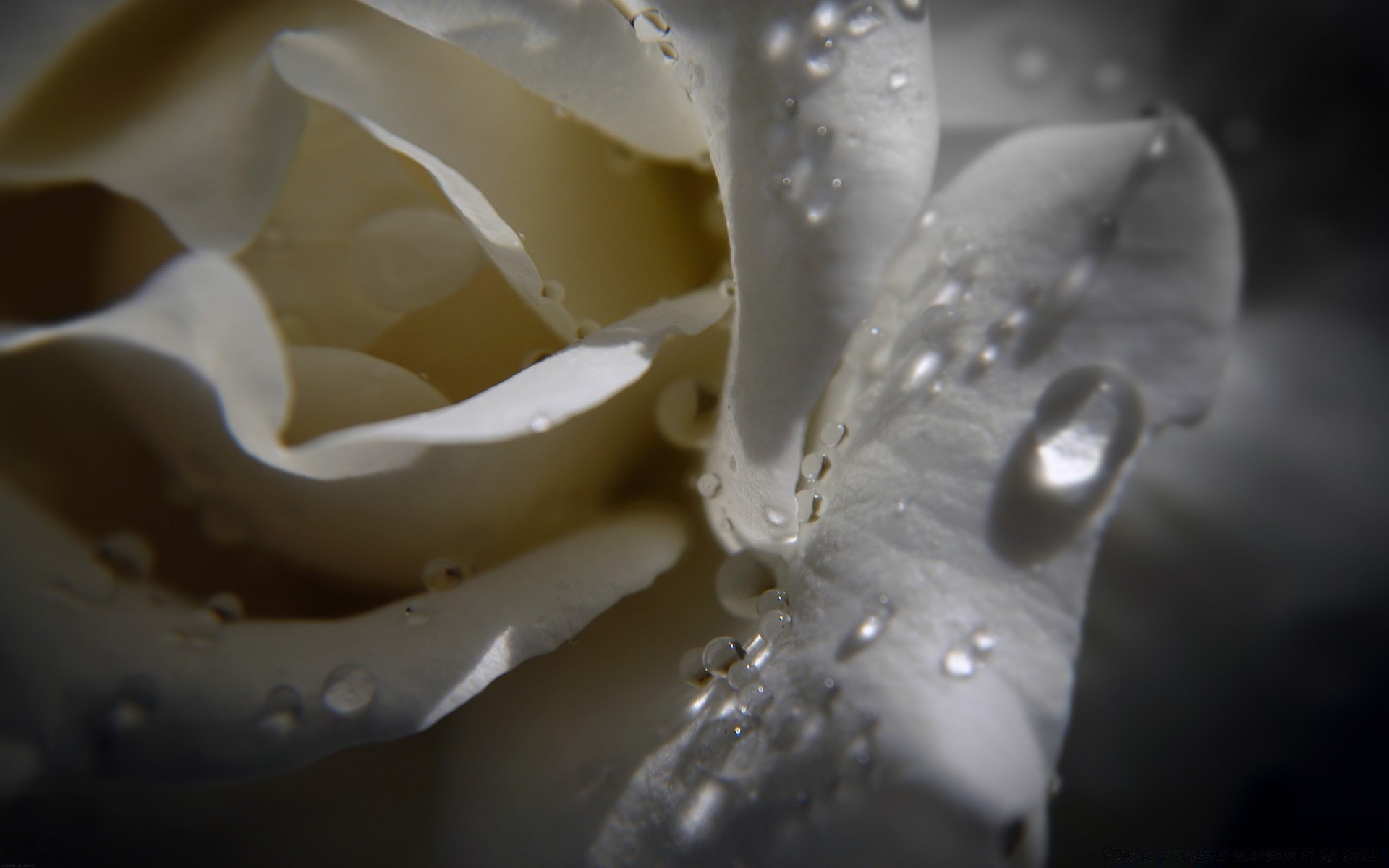 fiori acqua natura fiore caduta pioggia natura morta desktop matrimonio primo piano bagnato astratto