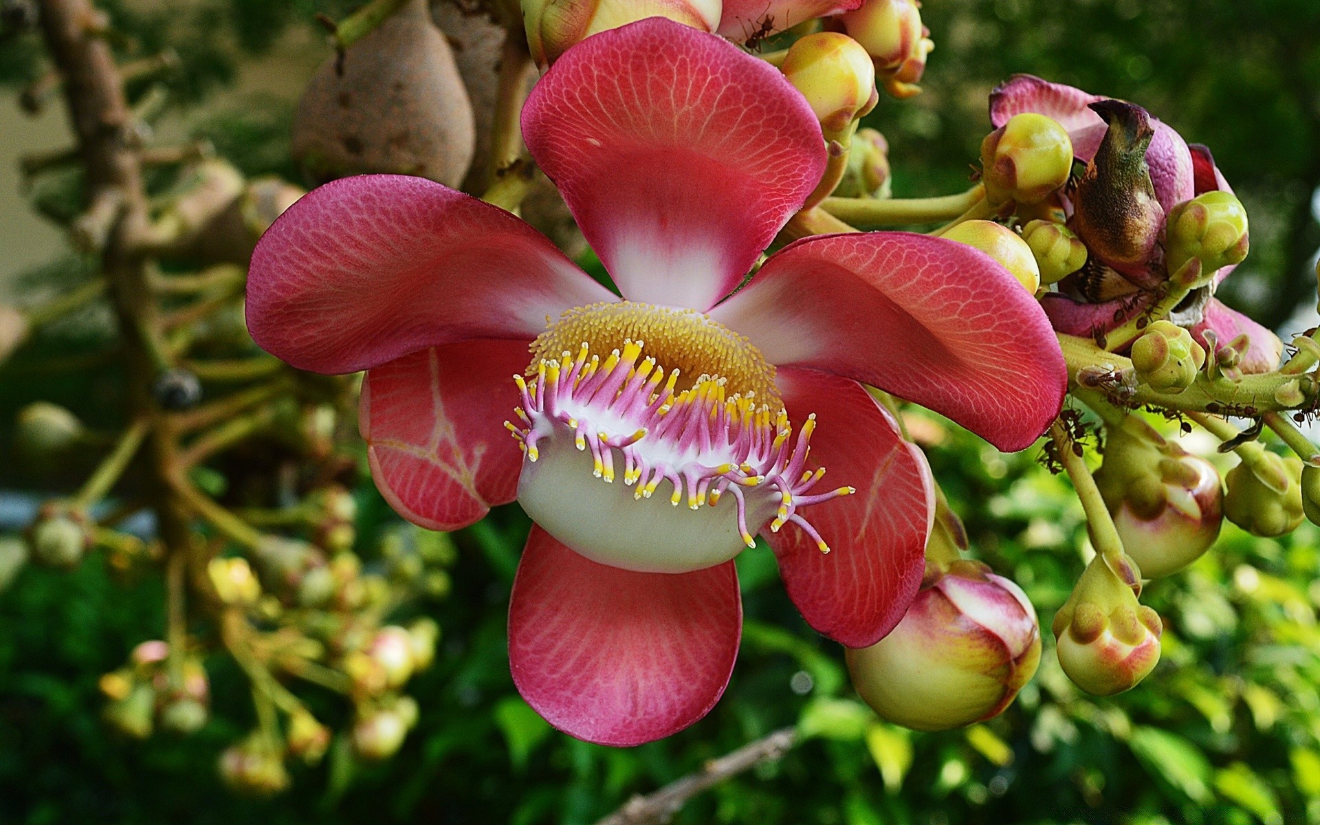 flores natureza flora jardim folha flor verão árvore cor ao ar livre ramo blooming brilhante