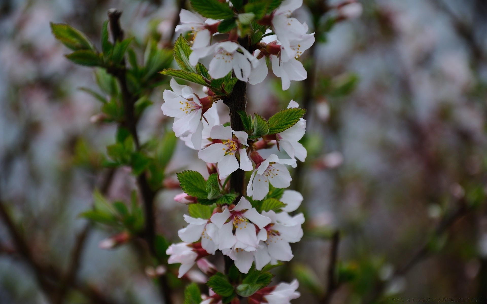 fiori fiore albero natura ciliegio foglia mela ramo flora giardino fioritura stagione all aperto crescita compagno primo piano petalo floreale luminoso