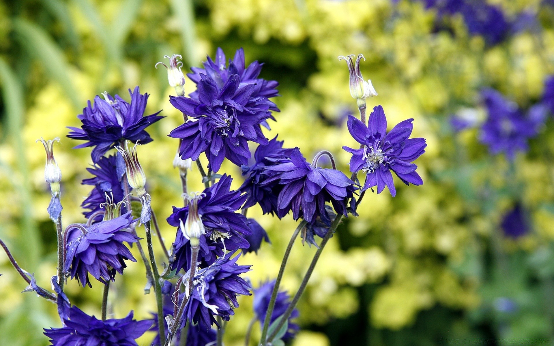 çiçekler çiçek doğa flora yaz bahçe çiçek açan petal çiçek yaprak alan büyüme sezon saman renk parlak açık havada yakın çekim buket güzel