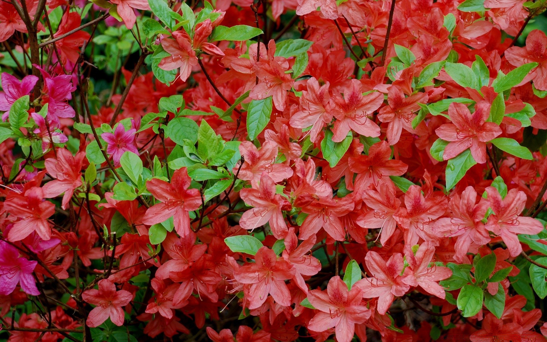 flowers flora garden nature flower leaf season color blooming summer petal park floral beautiful bright close-up vibrant growth botanical outdoors shrub