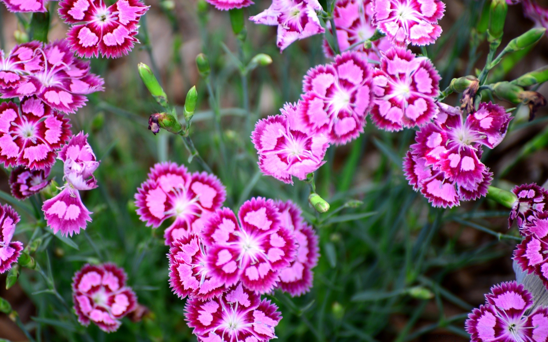 fiori fiore floreale natura flora foglia estate giardino fiore petalo colore brillante crescita decorazione bouquet garofano stagione cluster close-up