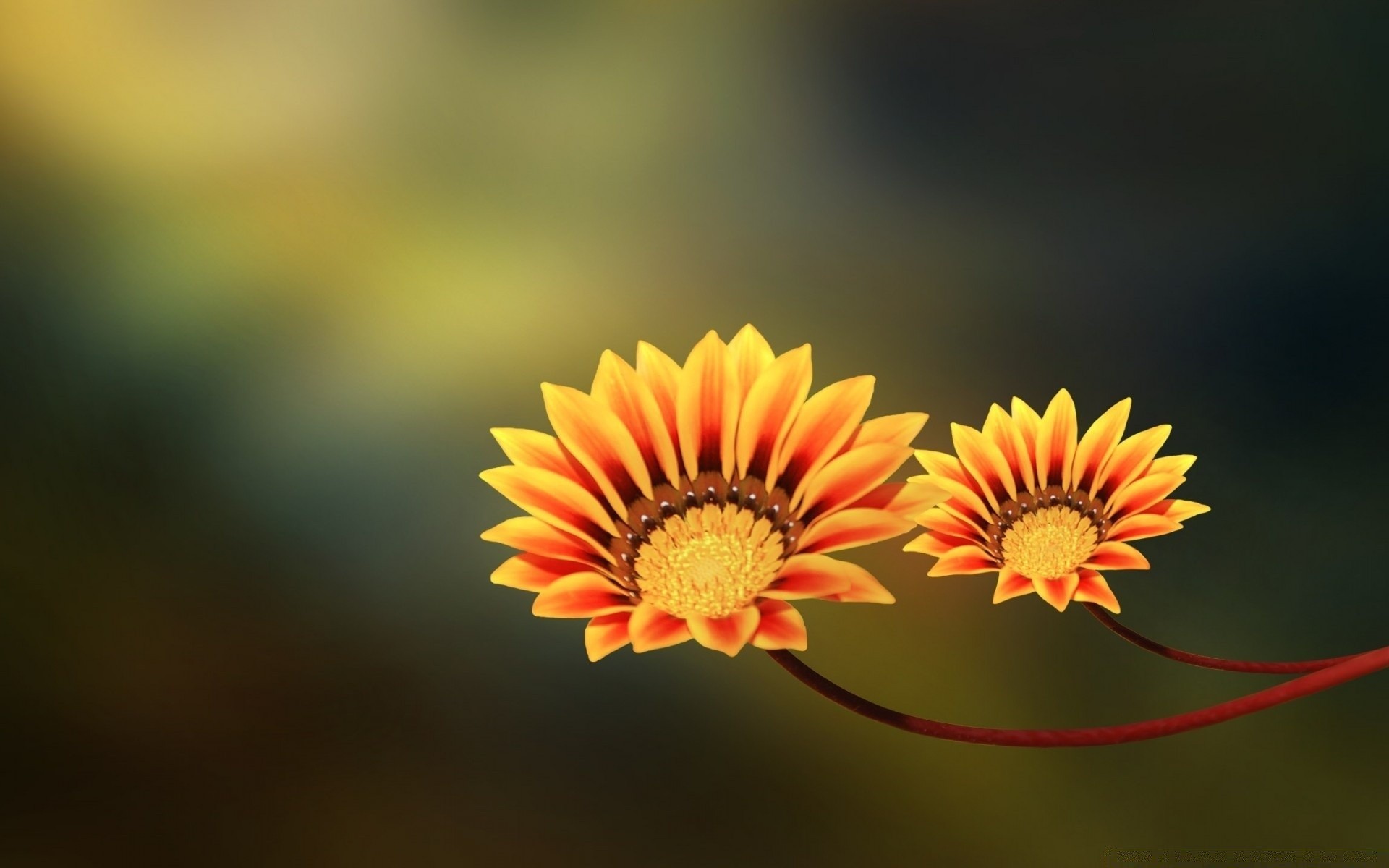 blumen natur blume sommer flora hell blatt blütenblatt wachstum garten farbe schließen im freien blumen schön