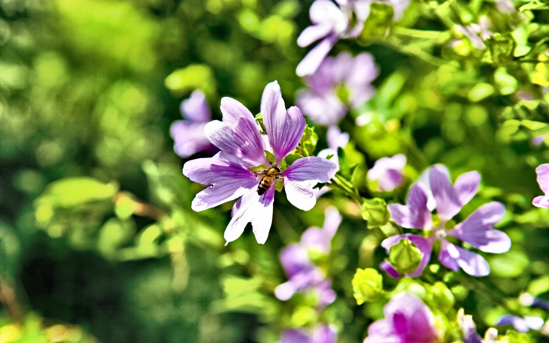 blumen natur blume garten flora blatt sommer wachstum blühen im freien blütenblatt gras blumen hell gutes wetter