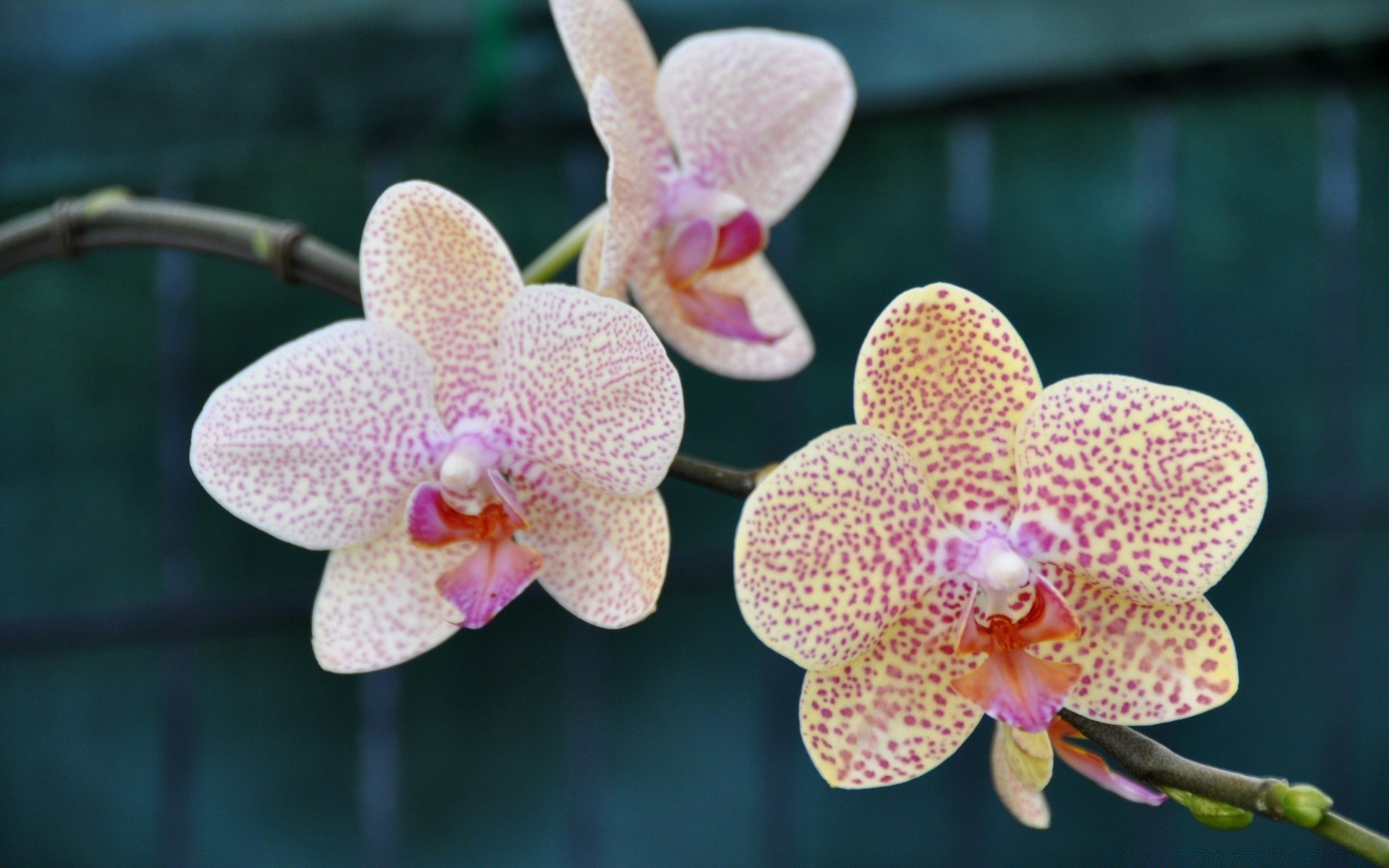 çiçekler çiçek tropikal doğa egzotik flora petal çiçek açan çiçek güzel phalaenopsis orkide şube bahçe kabuk renk botanik yaprak parlak yakın çekim